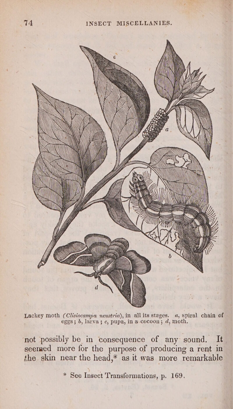 LE &lt;= LL 4 ee S i HI} i Lackey moth (Clisiocampa neustria), in all its stages. a, spiral chain of eggs; 6, larva; c, pupa, in a.cocoon; d, moth. not possibly be in consequence of any sound. It seemed more for the purpose of producing a rent in the. skin near the head,* as it was more remarkable * See Insect Transformations, p. 169.