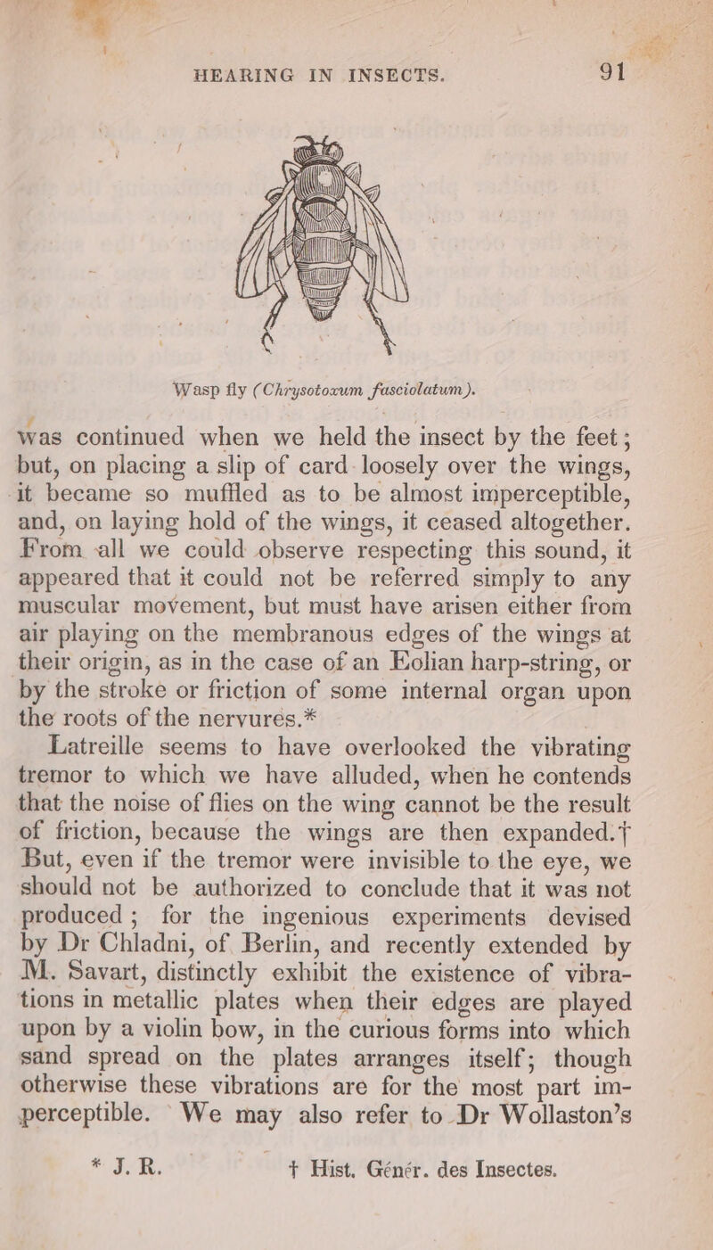 (Wey Wasp fly (Chrysotoxum fasciolatum). was continued when we held the insect by the feet ; but, on placing a slip of card: loosely over the wings, it became so muffled as to be almost imperceptible, and, on laying hold of the wings, it ceased altogether. From all we could observe respecting this sound, it appeared that it could not be referred simply to any muscular movement, but must have arisen either from air playing on the membranous edges of the wings at their origin, as in the case of an Eolian harp-string, or by the stroke or friction of some internal organ upon the roots of the nervures.* | Latreille seems to have overlooked the vibrating tremor to which we have alluded, when he contends that the noise of flies on the wing cannot be the result of friction, because the wings are then expanded.f But, even if the tremor were invisible to the eye, we should not be authorized to conclude that it was not produced ; for the ingenious experiments devised by Dr Chladni, of Berlin, and recently extended by M. Savart, distinctly exhibit the existence of vibra- tions in metallic plates when their edges are played upon by a violin bow, in the curious forms into which sand spread on the plates arranges itself; though otherwise these vibrations are for the most part im- perceptible. We may also refer to Dr Wollaston’s #: JR, ¥! + Hist. Génér. des Insectes.