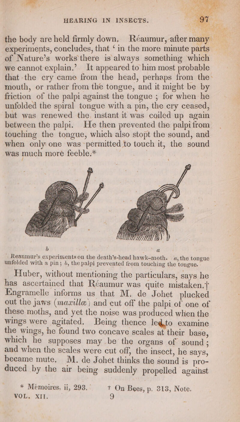 th ate the body are held firmly down. Reaumur, after many is : experiments, concludes, that ‘in the more minute parts of Nature’s works there is always something which we cannot explain.’ It appeared to him most probable that the cry came from the head, perhaps from the&gt; mouth, or rather from the tongue, and it might be by friction of the palpi against the tongue ; for when he unfolded the spiral tongue with a pin, the cry ceased, but was renewed the, instant it was coiled up again between the palpi. He then prevented the palpi from touching the tongue, which also stopt the sound, and when only one was permitted to touch it, the sound was much more feeble.* | b vs SPE Reaumur’s experinients on the death’s-head hawk-moth,. a, the tongue unfolded with a pin; b, the palpi prevented from touching the tongue. - Huber, without mentioning the particulars, says he has ascertained that Réaumur was quite mistaken. Engramelle informs us that M. de Johet plucked out the jaws (mazille) and cut off the palpi of one of these moths, and yet the noise was produced when the wings were agitated. Being thence leg@to examine the wings, he found two concave scales at their base, which he supposes may be the organs of. sound ; and when the scales were cut off, the insect, he says, became mute. M. de Johet thinks the sound is pro- duced by the air being suddenly propelled against * Memoires, ii, 293.’ t On Bees, p. 313, Note.