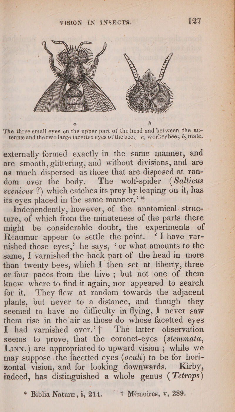 The three small eyes on the upper part of the head and between the an- tenne and the two large facetted eyes of the bee.. a, worker bee; 6, male. externally formed exactly in the same manner, and are smooth, glittering, and without divisions, and are as much dispersed as those that are disposed at ran- dom over the body. The wolf-spider (Sallicus scenicus ?) which catches its prey by leaping on it, has its eyes placed in the same manner,’ * Independently, however, of the anatomical. struc- ture, of which from the minuteness of the parts there might be considerable doubt, the experiments of Réaumur appear to settle the point. ‘I have var- nished those eyes,’ he says, ‘or what amounts to the same, I varnished the back part of the head in more than twenty bees, which I then set at liberty, three or four paces from the hive ; but not one of them knew where to find it again, nor appeared to search for it. They flew at random towards the adjacent plants, but never to a distance, and though they seemed to have no difficulty in flying, I never saw them rise in the air as those do whose facetted eyes I had varnished over.’ The latter observation seems to prove, that the coronet-eyes (stemmata, Linn.) are appropriated to upward vision ; while we may suppose the facetted eyes (ocult) to be for hort- zontal vision, and for looking downwards. Kirby, indeed, has distinguished a whole genus ( Tetrops) * Biblia Nature, i, 214. + Mémoires, v, 289.