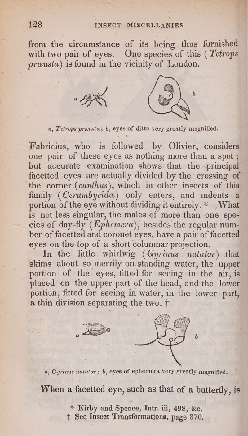 ‘ 128 INSECT MISCELLANIES from the circumstance of its being thus furnished with two pair of eyes. One species sof this ( Tetrops preusta) is found in the vicinity of London. u, Tetrops preusta; b, eyes of ditto very greatly magnified. -Fabricius, who is followed by Olivier, considers one pair of these eyes as nothing more than a spot ; but accurate examination shows that the ~principal facetted eyes are actually divided by the crossing of the corner (canthus), which in other insects of this family (Cerambycide) only enters, and indents a portion of the eye without dividing it entirely. * What is not less singular, the males of more than one spe- cies of day-fly (Ephemera), besides the regular num- ber of facetted and coronet eyes, have a pair of facetted eyes on the top of a short columnar projection. In the little whirlwig (Gyrinus natator) that skims about so merrily on. standing water, the upper portion of the eyes, fitted for seeing in the air, is placed on the upper part of the head, and the lower portion, fitted for seeing in water, in the lower part, a thin division separ ating the two. + a, Gyrinus natator ; b, eyes of ephemera very greatly magnified. When a facetted eye, such as that of a butterfly, is * Kirby and Spence, Intr. ili, 498, &amp;c. + See Insect Transformations, page 370.