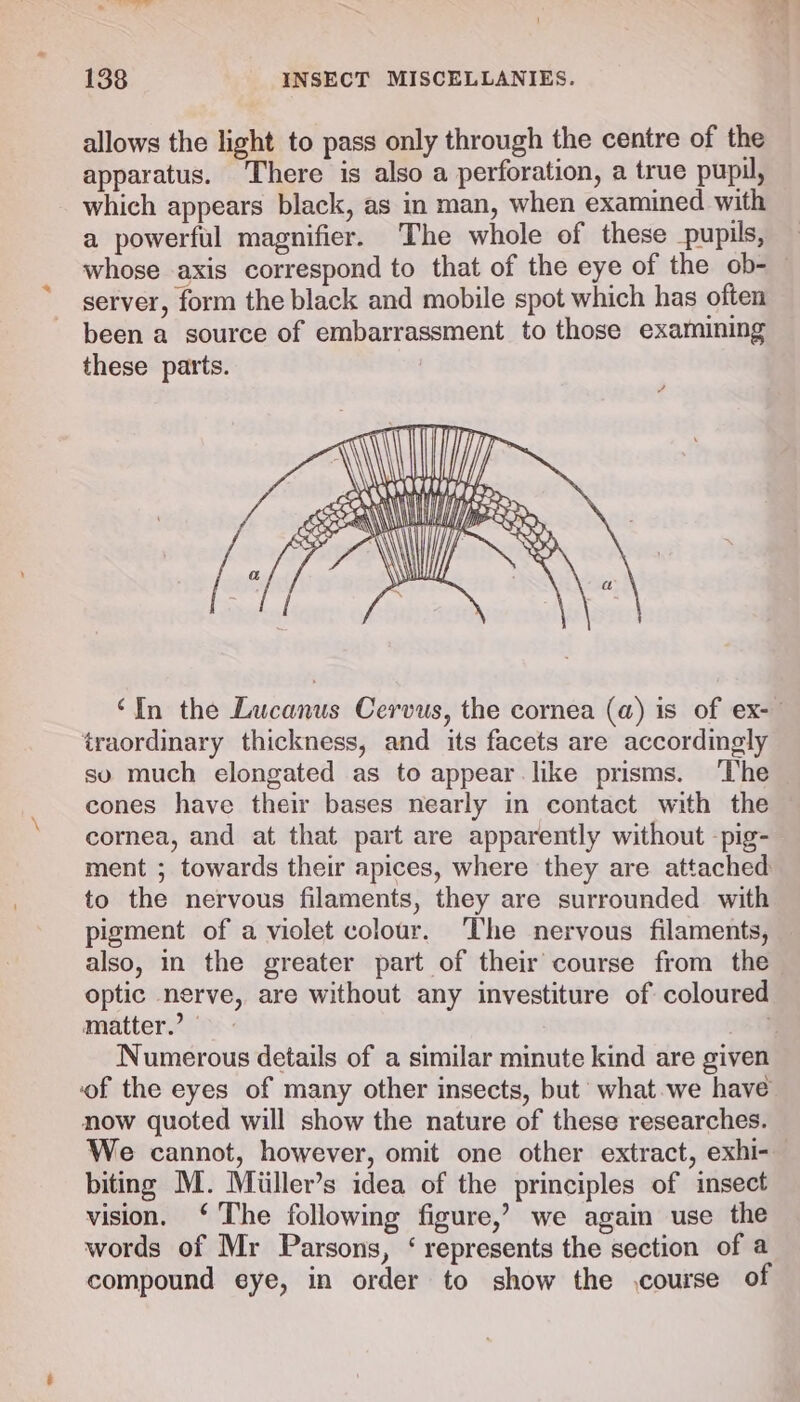 allows the light to pass only through the centre of the apparatus. There is also a perforation, a true pupil, which appears black, as in man, when examined with a powerful magnifier. The whole of these pupils, whose axis correspond to that of the eye of the ob- — server, form the black and mobile spot which has often been a source of embarrassment to those examining these parts. | ‘In the Lucanus Cervus, the cornea (a) is of ex- traordinary thickness, and its facets are accordingly so much elongated as to appear like prisms. The cones have their bases nearly in contact with the cornea, and at that part are apparently without -pig- ment ; towards their apices, where they are attached to the nervous filaments, they are surrounded with pigment of a violet colour. The nervous filaments, also, in the greater part of their course from the optic nerve, are without any investiture of coloured matter.’ 3m Numerous details of a similar minute kind are given of the eyes of many other insects, but what.we have now quoted will show the nature of these researches. We cannot, however, omit one other extract, exhi- biting M. Miiller’s idea of the principles of insect vision. ‘ The following figure,’ we again use the words of Mr Parsons, ‘ represents the section of a compound eye, in order to show the course of