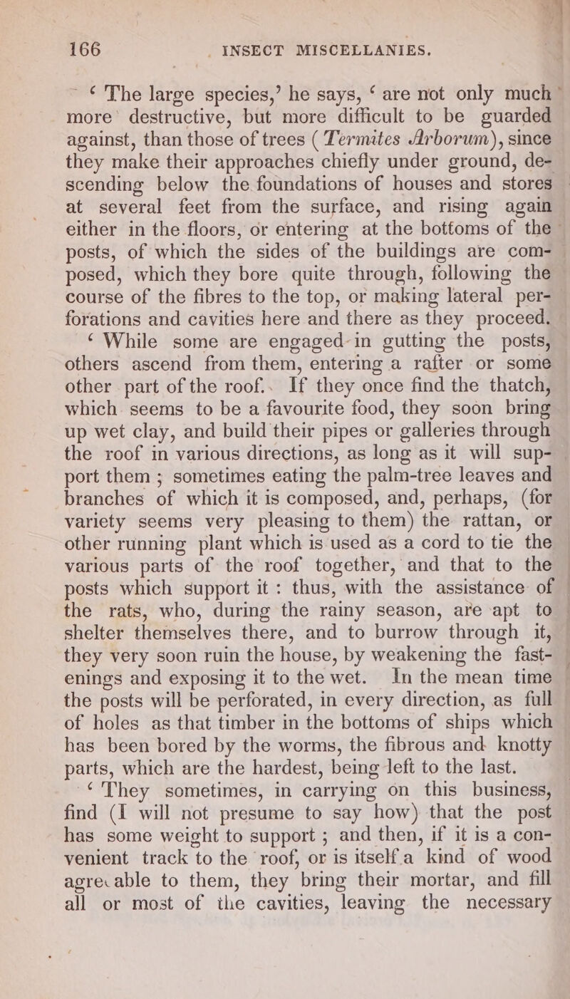 more destructive, but more difficult to be guarded against, than those of trees ( Termites Arborum), since they make their approaches chiefly under ground, de- scending below the foundations of houses and stores at several feet from the surface, and rising again posed, which they bore quite through, following the course of the fibres to the top, or making lateral per- forations and cavities here and there as they proceed. ‘While some are engaged-in gutting the posts, others ascend from them, entering a rafter or some other part of the roof.. If they once find the thatch, which. seems to be a favourite food, they soon bring up wet clay, and build their pipes or galleries through port them ; sometimes eating the palm-tree leaves and branches of which it is composed, and, perhaps, (for variety seems very pleasing to them) the rattan, or other running plant which is used as a cord to tie the various parts of the roof together, and that to the posts which support it: thus, with the assistance of shelter themselves there, and to burrow through it, they very soon ruin the house, by weakening the fast- the posts will be perforated, in every direction, as full of holes as that timber in the bottoms of ships which has been bored by the worms, the fibrous and knotty parts, which are the hardest, being left to the last. ‘They sometimes, in carrying on this business, find (I will not presume to say how) that the post has some weight to support ; and then, if it is a con- venient track to the roof, or is itselfa kind of wood agrecable to them, they bring their mortar, and fill all or most of the cavities, leaving the necessary