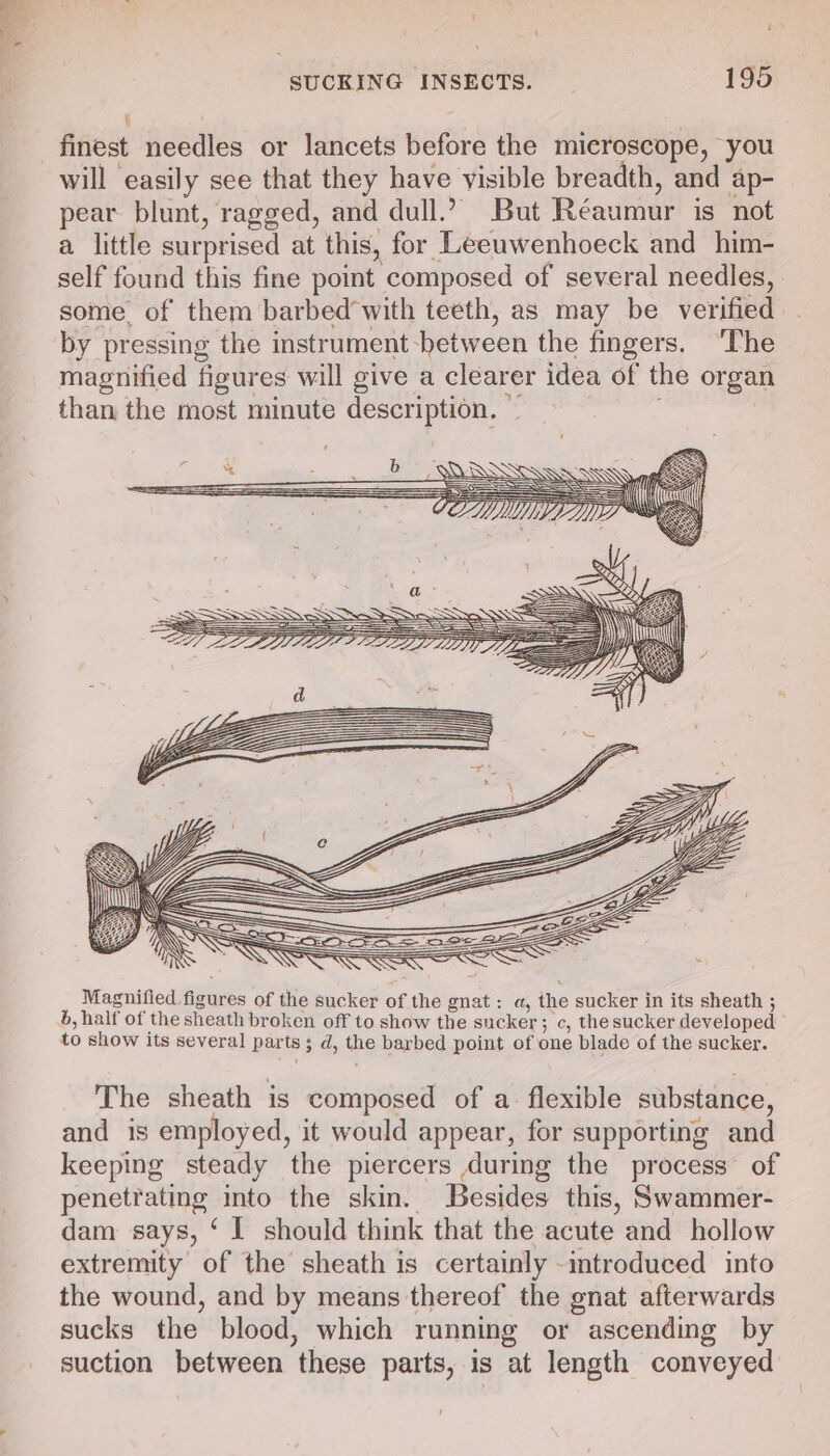 ' SUCKING INSECTS. _ 195 i finest needles or lancets before the microscope, you will easily see that they have visible breadth, and ap- pear. blunt, ragged, and dull.’ But Réaumur is not a little surprised at this, for Leeuwenhoeck and him- self found this fine point composed of several needles, some. of them barbed’with teeth, as may be verified by pressing the instrument-hetween the fingers. ‘The magnified figures will give a clearer idea of the organ than the most minute description. — SS Magnified figures of the sucker of the gnat : a, the sucker in its sheath ; 6, half of the sheath broken off to show the sucker; c, the sucker developed to show its several parts ; d, the barbed point of one blade of the sucker. The sheath is composed of a. flexible substance, and is employed, it would appear, for supporting and keeping steady the piercers during the process’ of penetrating into the skin. Besides this, Swammer- dam says, ‘ I should think that the acute and hollow extremity of the sheath is certainly -introduced into the wound, and by means thereof the gnat afterwards sucks the blood, which running or ascending by suction between these parts, is at length conveyed