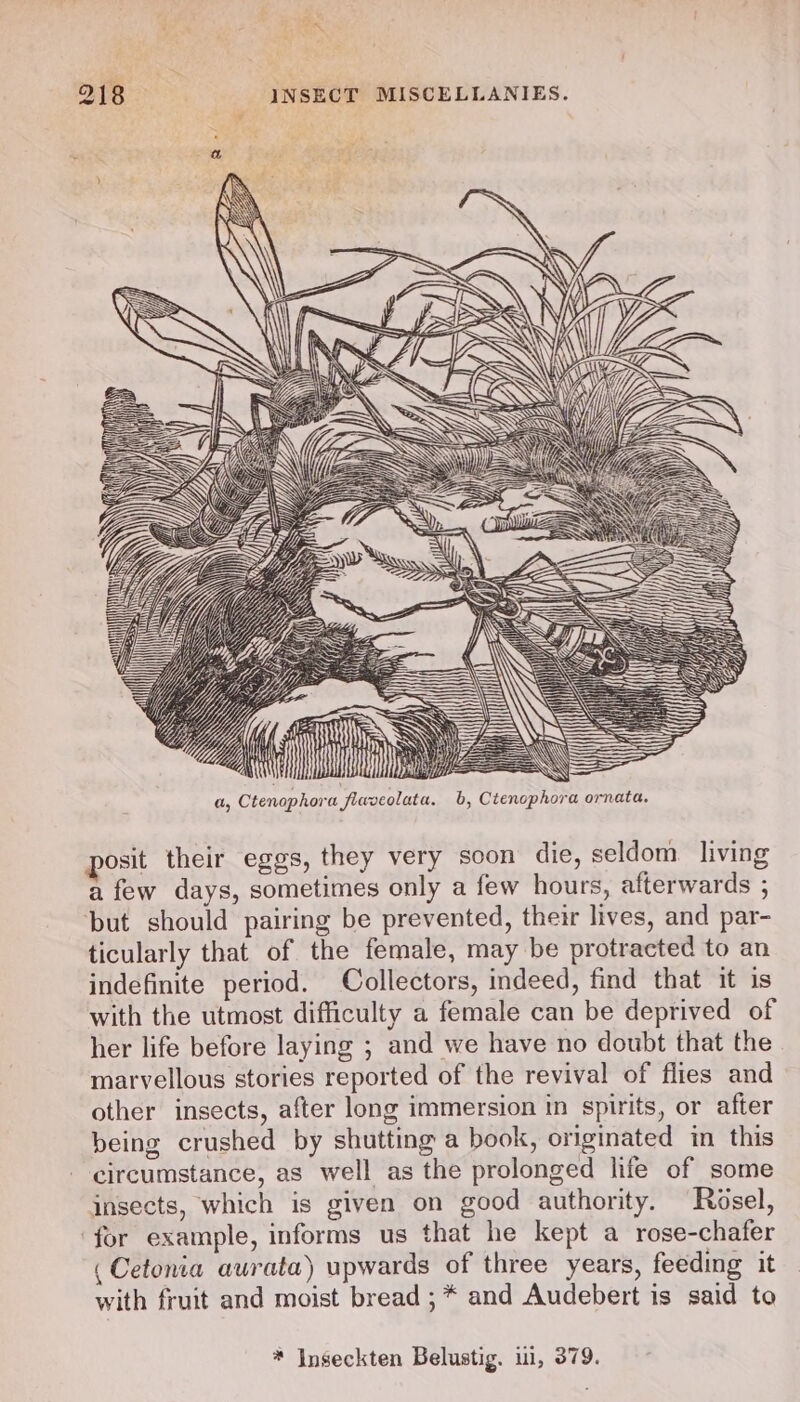 iilaz AVIS SS a Ne = — i ii WZ 28 i a, Ctenophora flaveolata. b, Ctenophora ornata. posit their eggs, they very soon die, seldom living a few days, sometimes only a few hours, afterwards ; ‘but should pairing be prevented, their lives, and par- ticularly that of the female, may be protracted to an indefinite period. Collectors, indeed, find that it is with the utmost difficulty a female can be deprived of her life before laying ; and we have no doubt that the marvellous stories reported of the revival of flies and other insects, after long immersion in spirits, or after being crushed by shutting a book, originated in this circumstance, as well as the prolonged life of some insects, which is given on good authority. Rosel, ‘for example, informs us that he kept a rose-chafer (Cetonia aurata) upwards of three years, feeding it with fruit and moist bread ; * and Audebert is said to * Inseckten Belustig. i, 379.