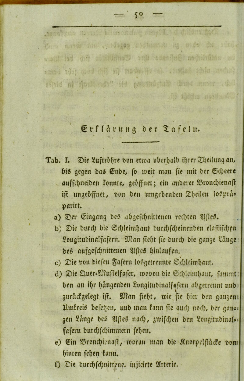 Tab. I. T>\t i!uftr^^}rc i?on etiua oberl)aIb ibvcr^f)eilun>3 aiv bl§ gegen ba^ (Jnbc, fo wtlt man fte mit ber ©cbeerc auffcl;neibcn fonntc, gebffnct; ein anbercr S3rond;ienafl ijl ungeöffnet, t?on ben umgebenben S^^cilen lo^pids :parirU a) X)er Eingang be’5 abgcfd)nittencn rechten 5ljtc^* b) ©ic burcl) bie 0d)leimbaut burd)fd)einenben elnftifcbfu Songitubinalfafenu 3)ian ficbt fic bnreb bic gan^e ?dngc • beß aufgefd)nittenen 3lfic6 bi«laufen. c) Die t?on biefen Jafern loögetrennte 0d)U'imbaiif. cl) Die £luers!Dhiffe(fafer, mooon bic 0d?lcimbaiit, famnitt ben an i^r F?dngenben SongitubinaIf«fcrn abgetrcnnt imb' 5urucFgeIegt i|T» Tim ftebt, mic fie f;iev ben ganzem Umkreis befef^en, unb man fami fte aud) nod), ber gan*; gen Sdnge be^ 5Ificö nad), gmifd;en ben Songitubinalsi fafevn burcbfd?immem felgen» e) ©in S5vond;iena(l, moran man bie .^norpelflucfe bom binten (eben fann* 0 Die bnrd)fd;nittene. injicirte 3(rterie.