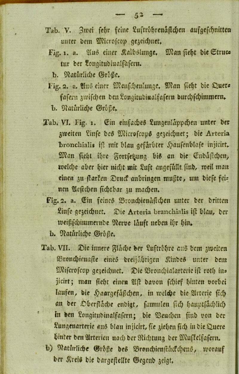 mitcr ijcm SJ?icrofco|) ge^eid^net» Fig. 1. a. einer .^rtlb^lunge* ED^an fielet bie 0truca tur ber Sonßitubinßlfi^fern. b. S^aturlicbe (Ur5ge«. Fig, 2» a. 5luö einer 0}tenfi)enUmgc, ?0?rtn fi'e^t bie S^uer« föfern ^unfeOen ben^ongitubiaalfafern burd;fc^)immern«. b. 91atüvlicl;e ©roße^ Tab, VI, Fig. 1, ^in emfacbeS Su«genlappd)eit unter ber ^weiten Sinfe bcö TOcrofeopÖ gejcic^net; bie Arteria bronchialii ifl mit blau gefärbter ^^aufcnblafe injicirt,. S0?an fiebl ibre gortfe^ung bis an bie ^ubafcd)cn, ixield)c aber hier md;t mit 2uft angcfuHt. ftnb, roeilman einen 51t (larfen .0rucf anbringen mupte^ um biefe feis nen 3Ie|td)en ftd)tbar ju machen, Fig, 2, a, (5in fciacS 25rond)ienaficbcn unter ber britten Sinfe gejeidbnet, X5te Arteria branchialis ijb blau, ber meipfd)immevnbe Sterne lauft neben il;r I;iiu b. 9taturlid;c ©rope, Tab. VII. 53ie innere glacbe feer Suftrbbre aiiS bem jmeiten 23rond)ieua(Ie eines breijabrigen ^\inbeS unter bem SO?ifcrofcop ge,^eid)uet, T5ie ^rond)iaIarteric ifr rotb iua jjeirt; man (lebt einen Slft banon fd)icf hinten norbei laufen, bie ^)aargefagd)en, in melcbe bie Arterie ftch an ber £)berflad)e enbigt, fammlen fiel) haiiptfad)Iicf; in feen Songitubinalfafern; bie 53eud)cn ftub non ber Sungenarterie anS blau injicirt, fie jicbenftcb in bie Sauere hinter ben^irterien nad) ber 9ftid)tmtg ber ?.'*?uffeifafern, b) 91aturlicbe @r6pc beS S8rend)ienftitcfcbeiu% moranf ber ^reiS bie bargcfleKtc ©egenb scigt.