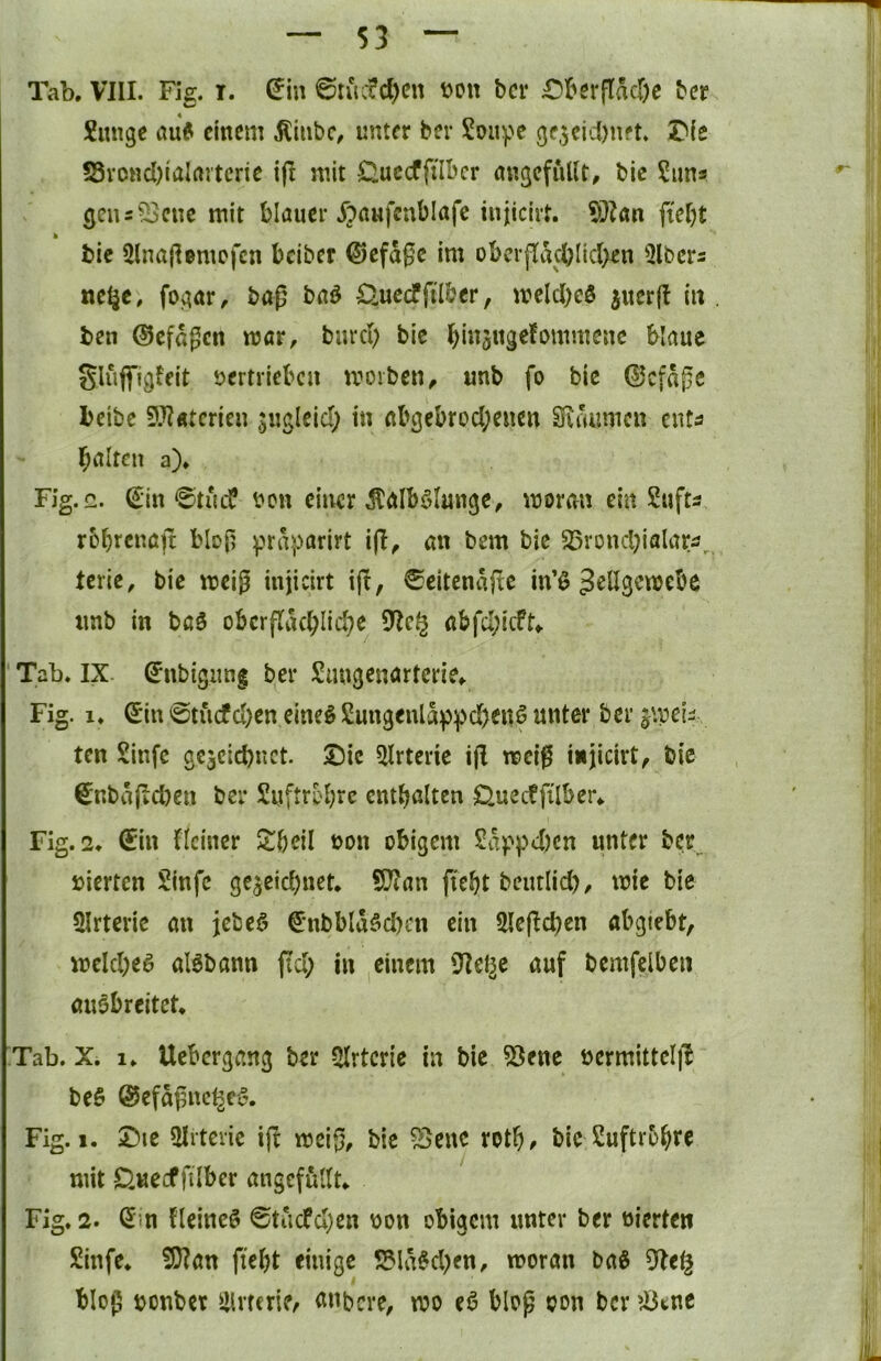 Tab. Vlll. Fig. r. ^in 6iiufd)en tjon bcr £>berftacr)c ber Siuige auf einem Äiiibc, unter ber Soupe 3e5cid)Uft* I)k S3vond)iaIai’tcric i(I mit Guccfftlbcr angcfullt, bic ?iins gens^^cne mit blauer ^?a«fcnblafe injicivt. S)Zan ftebt bie ülnapemcfcn beiber Gefäße im obcrjTacbIic(>en Qlbcrs ne^c. fojtar, baß baf £luccfftl&er, melc()cö juerfl iu ben ©efaßen mar, burcl; bic binsugefommeue blaue glüflTigfeit öertriebca morben, unb fo bic 0cfaße beibe 9J?«tcrieu suglcid; in abgebrochenen Siaumcn enta beiten a). Fig.f2. €in @tucP bcn einer ^alb^lunge, mormi ein Jüufts rbbrenajt bloß ^>raparirt iß, an bem bic 55roncl)ifllariJ, tcric, bic meig injicirt iß, 0eitenaßc in’f Jellgcmebe imb in baö obcrßtuhlichc abfcl;icft«. Tab. IX. ^nbigung ber Sungenartcrie, Fig. 1. (^in 0tucfd)en eine§ 2ungenla)3pd)enf unter bcr ten Sinfe gc3cid)uct. IDic ^Irteric iß mcig injicirt, bie €nbaßd)en ber Suftrbbre enthalten Üuccfßlber. Fig. 2. €in Heiner S:bdl non obigem Sdpp4)cn unter ber nierten Sinfe gezeichnet. SD?an ßeht beutlid), mie bie ?Hrteric an jebef ^•nbbldfd^cn ein Sleßchen abgiebt, mclchef alfbann ßd; in einem Dielte auf bemfclben aufbreitet. Tab. X. 1. Uebergang ber 5Irterie iu bie ^enc üermitteiß bef ©efdßnc^ef. Fig. I. iDic 2Irtcric iß meiß, bie ^enc roth^ bic Luftröhre mit Dueeffilber angefuKt. Fig. 2. I5in Heincf ^tiicPd)en üon obigem unter ber oierten Sinfe. 5D?an ßeht einige S?ldfchen, moran baf 5^e§ bloß tjonbet iHrteriCr t^^bere, mo ef bloß oon bcr ?Ötne