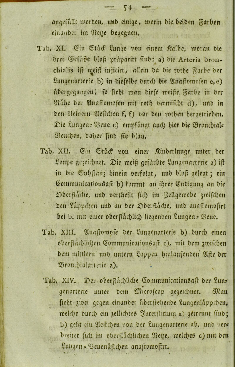 öngcfutit tvovben, unb einige, worin biebeiben garben einaabin* im dielte begegnen, Tab. XI. ^'in 6tiicf Sunge t'on einem .^ölbe, woran bie. Drei ©efafk blof; praparirt ftnb: a) bie Arteria bron- cliialrs !(r ivcig injiciit, aflein ba bie rotbe garbe ber Sungeuat'teric b) in blefelbe burd) bie SlflaiTomofen e,e) ubergegaugen, fo fiebt man biefc weine garbe in ber 9Iabc ber tInaRomefen mit retb bermifd)t d), unb in ben Keinem 5lejtd)en f, f) iwr ben rotben bcrqerrieben. S^ie ZungenrSene c) empfangt auch bier bie SSronebiflU 23encl;cn, bai)cr finb fie blau. Tab. XII. ^’in ©tuef v?on einer ^inberlunge unter ber Soiipe gc'jeidnict, X)k weij5 gefärbte ü!ungcnarterie a) i(! in bie eiibjlan} hinein verfolgt, unb b!o^ gKegt; ein ^ominunicarionöafl b) fommt au ihrer (Snbignng an bie £)berfldd)c, unb bertbcilt fid) im 3cUgewebe ^wifeben ben ^appd^n unb an ber ;Obcrfldd)e, unb anaflomoftrt bei b. mit einer oberfIdd)lid; liegenben Sungeiu'25eue. Tab. XIII. 5Inaftomofe ber !üimgenartevie b) burd) einen oberfldd)lid)en dommunication^ail c), mit bem 5wifd)en bem mittlern unb iinteru $!appeu hmlaufcnDen ^2ljte ber 25rond)ia!arterie a). Tab. XIV. Der oberfldd)ltd)e (Sommunicatiouöafl ber Suns • genarteric nmer bem ?Xicrofcop gejeid)uer, 9}?an ftebt jwei gegen einanber nberflehenbc ^ungenldppd)cn, weld)c burd) ein jell!d)te^ Snterfbnum a) g(*rrcnm finb; b) gebt ein ülej‘Id)en ron ber Smigenarterie ab, unb ^ers breitet fid) im olH'rfldd)Itd)en ^eCe, wcld;e0 c) mit ben i’ungen ? S3eucnd|td;en anajtomofirb