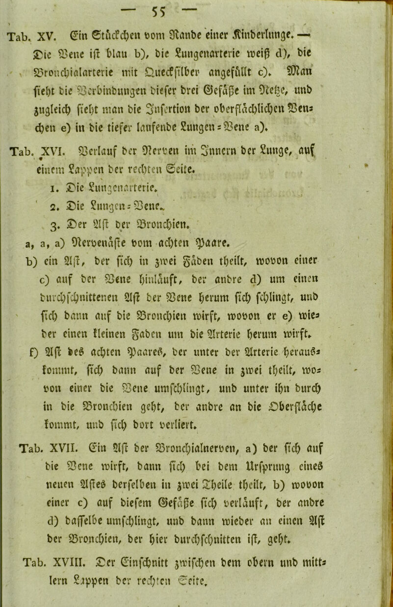 Tab. XV. d'in Stucfd)eu tjom 9^anbe einer ^inberlnnge^ — ^^enc ijl blau b), bie Sungenavterie VDeig d), bic S?roud;iölarterie mit D.itecfftlber angefiillt c)» !9Jan fiebt tie Qerbinbmieten biefer brei 0eftVpe im Dteföe, unb jugleicb ftebt man bie Snfertion ber obcrflacl)lid)cn !ßens djen e) in bie tiefer laufenbc Snngens^ene a)* Tab. XVI. Verlauf ber vierten im 3nncrn ber Snnge, auf einem Sapv'^^o ber red)ten 0eite. 1. X)lc Sungenarterie* 2. Sie Sungcn-'53cne^ 3. T)n 31 ft ber 33rond)icn. a, a, a) Olevbcnaftc bom ad)ten $aare. b) ein ber fid) in jmei gaben tbeilb mobon einer c) auf ber ^ene binlauft, ber anbre d) um einen burcl;fd^nittcnen 3l(t ber 33ene b^t’um fid; fd;linat^ unb fid) bann auf bie 35rond)ien mirfb mobon er e) mies ber einen fleinen gaben um bie 3lrterie herum mirfU f) 2I|H be^ achten ^aarei?^ ber unter ber 3Irteric berau^s fommt, fid) bann auf ber 33ene in gmei tbeilt, bon einer bie Seite umfd)(tngt, unb unter ihn burch in bie Bronchien geht, ber anbre an bie £)hevflad)c fommt, unb fid) bort berlierU Tab. XVII. (Ein 51(1 ber Srond)iaInerben, a) ber fich auf bie Sene mirfb bann fiel) bei bem Urfprnng eines neuen 3l|teS berfelben in jmei ^^hcile theilt, b) mobon einer c) auf biefem ©efagc fid) bcriauft, ber anbre d) bajfelbe umfd)lingt, unb bann mieber an einen 5ljl ber 95ronc[)ien, ber hi^r burd)fchnitten iff, gef)t» Tab. XVIII. Der (Einfchnitt jmifchen bem ehern unb mitts lern Sappen ber rei)tcn '^eitc.