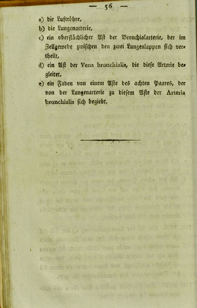a) bic Suftr^^re, b) bic Sungcnartcrie, c) ein oberfläcbIic()eir ber 5J3roncbia((irterie, ber im gcllgcmcbc 3wifci;en ben ^u?ei Sungenlafificn fiel; ijcr* tl^cilt, d) ein 21(1 ber Vena broncliialii, bic biefc 2lrteric bc# gleitet, c) ein gaben t)on einem 2l(Ie be§ ad;ten ^aareö, ber öon ber Sungcnartcrie ju biefem 2l(le ber Arteria bronchialis ficl^ begiebt* I
