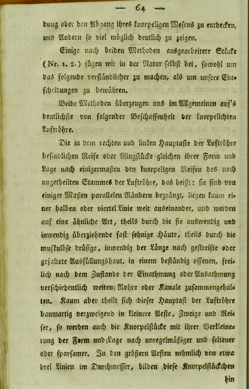 billig ofeei' .bat ijre§ fiiorpeligen^BefenJ ju cntbecfen, imb ülnberu fo t>iel moglicl) beutlid) su icrgem Einige wad) beibeu 5?tetf)0bcn au^gearbelretc 6ti;cfe « (Nr. !♦ 2.) fügen tt»iv in ber 91atur felbfl: bei, foirobl um ba» folgenbe bcrjtanblicbei- ju machen, alö um unfere (^nr» febeibungen 511 bcwabreiu S3eibe S^etboben xibcrgeugen un0 im SlSgemcinen auf^ beutlicbjrc ^oi\ folgcnbev 23efcböffenb«it ber fnor^pelicbten Siiftrbbrc. ,^ic in bem rechten unb linken .f?au]ptöile ber Siiftrbbre befinblid;cn SU'ife ober S^ingfiücfe gleid^en ihrer unb Sage nach einigermaßen ben fnorpeligen STeifen bc5 uocl) ungetbeilten 0tammel ber Suftrobre, baö beißt: fie finb von einiger 5Ö?aßen )>arallelen S^dnbern begrdngt, liegen faum eia tier b^I^en ober viertel Sinic meit auöeinanber^ mib merben auf eine dbuUcbe 5lrt, tbeilö burdb bic fie au6menbig unb inmenbig überiiebenbe fafl'febnige .Tpdute, tbeilö buref; bie nuiffulbfe brüftge, imrenbig ber Sdnge nach geßreifte 9bcr gefaltete SluefüUung^btiut, in einem beßdnbig offenen, freu lieb nach bem ^ujtanbc ber ©natbmung ober 3luöatbmung uerfcbiebentlidb mciteni S\obrc ober banale jufammengebaU tem dlaum aber tbeilt fiel) ibiefer .T;>aufta(I: ber Suftrbbfc baumartig berjweigcnb in fleinerc 5le(te, gmeige unb Sleu fer, fo werben and; bie Änorpelftücfc mit ihrer 5}er!leineä ning ber unb (Sage nad; unregelmäßiger unb feltener ober ßparfamer* Sn ben grbßern rieften nebmiid; bon etwa brei Sinien im ^urebmeffer^ bilbcn ,biefe ÄnorpclßöcPchen bin