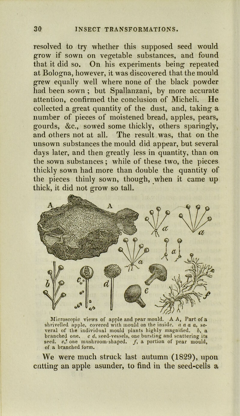 resolved to try whether this supposed seed would grow if sown on vegetable substances, and found that it did so. On his experiments being repeated at Bologna, however, it was discovered that the mould grew equally well where none of the black powder had been sown ; but Spallanzani, by more accurate attention, confirmed the conclusion of Micheli. He collected a great quantity of the dust, and, taking a number of pieces of moistened bread, apples, pears, gourds, &c., sowed some thickly, others sparingly, and others not at all. The result was, that on the unsown substances the mould did appear, but several days later, and then greatly less in quantity, than on the sown substances; while of these two, the pieces thickly sown had more than double the quantity of the pieces thinly sown, though, when it came up thick, it did not grow so tall. JMicroscnpic views of apple and pear mould. A A, Part of a shrivelled apple, covered with mould on the inside, n a a a, se- veral of the individual mould plants highly magnified, b, a branched one. c d, seed-vessels, one bursting and scattering its seed. <?,’ one mushroom-shaped, f, a portion of pear mould, of a branched form. We were much struck last autumn (1829), upon cutting an apple asunder, to find in the seed-cells a