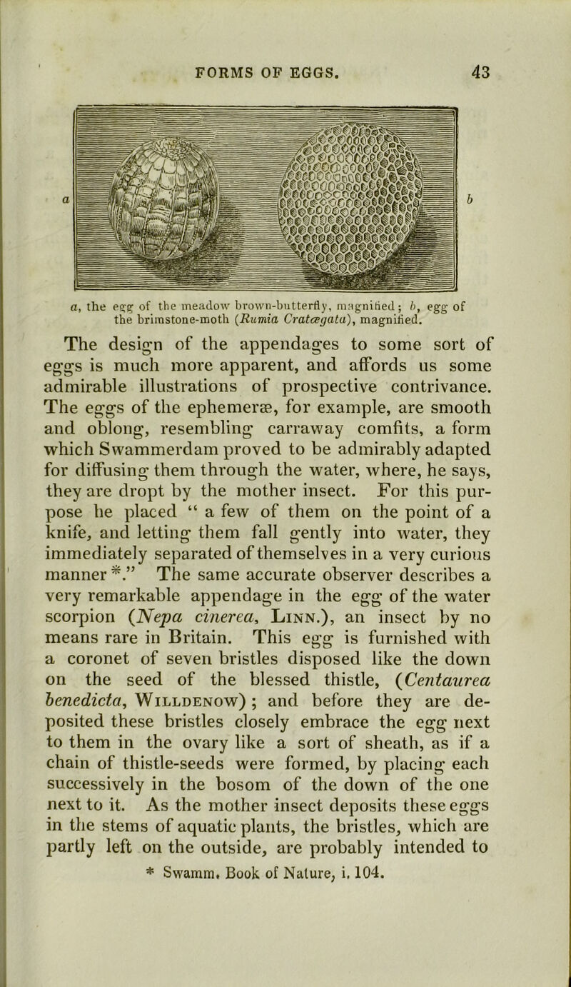 a, the ea;g of the meadow brown-butterfly, magnifled; l>, egg of the brimstone-moth {Rumia Cratcegala), magnifled. The design of the appendages to some sort of eggs is much more apparent, and affords us some admirable illustrations of prospective contrivance. The eggs of the ephemeras, for example, are smooth and oblong, resembling carravvay comfits, a form which Swammerdam proved to be admirably adapted for diffusing them through the water, where, he says, they are dropt by the mother insect. For this pur- pose he placed “ a few of them on the point of a knife, and letting them fall gently into water, they immediately separated of themselves in a very curious manner The same accurate observer describes a very remarkable appendage in the egg of the water scorpion (Nepa cinerea, Linn.), an insect by no means rare in Britain. This egg is furnished with a coronet of seven bristles disposed like the down on the seed of the blessed thistle, {Centaurea henedicta, Willdenow) ; and before they are de- posited these bristles closely embrace the egg next to them in the ovary like a sort of sheath, as if a chain of thistle-seeds were formed, by placing each successively in the bosom of the down of the one next to it. As the mother insect deposits these eggs in the stems of aquatic plants, the bristles, which are partly left on the outside, are probably intended to * Swamm. Book of Nature, i, 104.