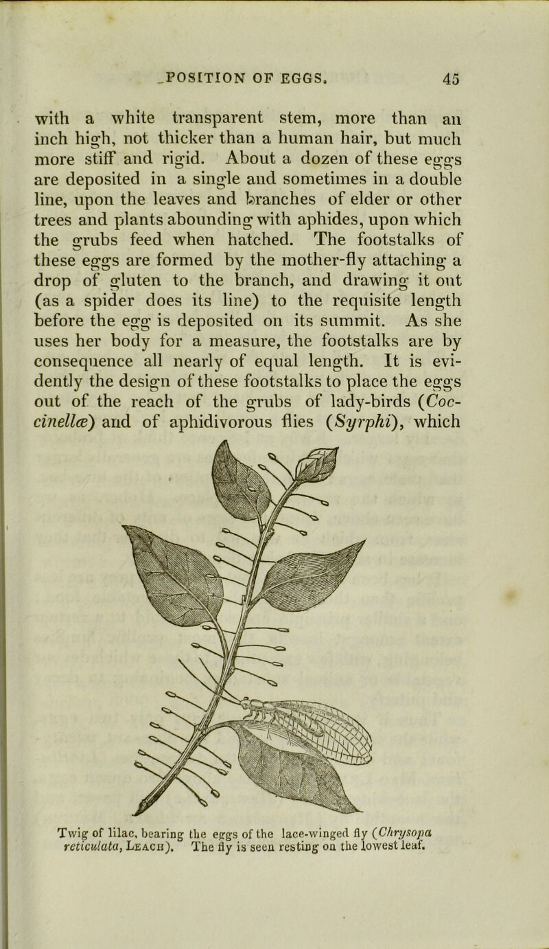 with a white transparent stem, more than an inch high, not thicker than a human hair, but much more stiff and rigid. About a dozen of these eggs are deposited in a single and sometimes in a double line, upon the leaves and branches of elder or other trees and plants abounding with aphides, upon which the grubs feed when hatched. The footstalks of these eggs are formed by the mother-fly attaching a drop of gluten to the branch, and drawing it out (as a spider does its line) to the requisite length before the egg is deposited on its summit. As she uses her body for a measure, the footstalks are by consequence all nearly of equal length. It is evi- dently the design of these footstalks to place the eggs out of the reach of the grubs of lady-birds (Coc- cinellce) and of aphidivorous flies {Syrphi), which Twig of lilac, bearing the eggs of the lace-winged fly (C/irysopa reticulata, Leach). The fly is seen resting oa the lowest leaf.