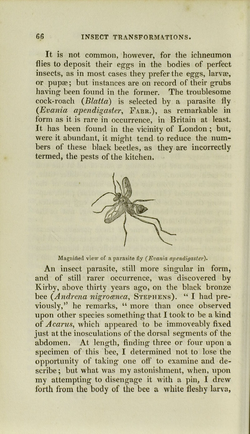 It is not common, however, for the ichneumon flies to deposit their eggs in the bodies of perfect insects, as in most cases they prefer the eggs, larvae, or pupae; but instances are on record of their grubs having been found in the former. The troublesome cock-roach (Blatta) is selected by a parasite fly {Evania apendigaster, Fabr.), as remarkable in form as it is rare in occurrence, in Britain at least. It has been found in the vicinity of London ; but, were it abundant, it might tend to reduce the num- bers of these black beetles, as they are incorrectly termed, the pests of the kitchen. Magnified view of a parasite fly (Evania apcndigasler). An insect parasite, still more singular in form, and of still rarer occurrence, was discovered by Kirby, above thirty years ago, on the black bronze bee {Andrena nigrocenea, Stephens). “ I had pre- viously,” he remarks, “ more than once observed upon other species something that I took to be a kind of Acarus^ which appeared to be immoveably fixed just at the inosculations of the dorsal segments of the abdomen. At length, finding three or four upon a specimen of this bee, I determined not to lose the opportunity of taking one off to examine and de- scribe ; but what was my astonishment, when, upon my attempting to disengage it with a pin, I drew forth from the body of the bee a white fleshy larva,