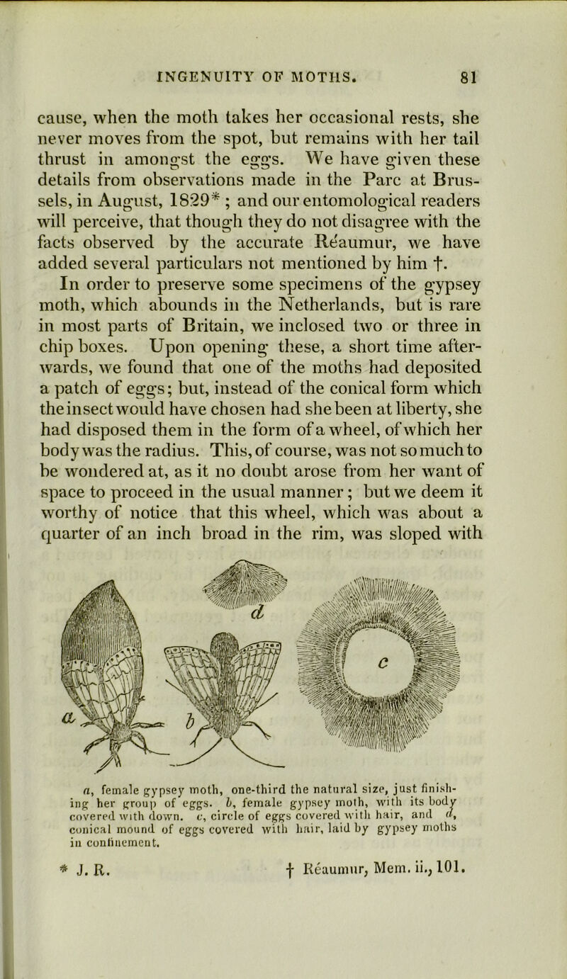 cause, when the moth takes her occasional rests, she never moves from the spot, but remains with her tail thrust in amono:st the e2;2;s. We have 2:iven these details from observations made in the Parc at Brus- sels, in August, 18:29*; and our entomological readers will perceive, that though they do not disagree with the facts observed by the accurate Reaumur, we have added several particulars not mentioned by him t- In order to preserve some specimens of the gypsey moth, which abounds in the Netherlands, but is rare in most parts of Britain, we inclosed two or three in chip boxes. Upon opening these, a short time after- wards, we found that one of the moths had deposited a patch of eggs; but, instead of the conical form which the insect would have chosen had shebeen at liberty, she had disposed them in the form of a wheel, of which her body was the radius. This, of course, was not so much to be wondered at, as it no doubt arose from her want of space to proceed in the usual manner; but we deem it worthy of notice that this wheel, which was about a quarter of an inch broad in the rim, was sloped with n, female gypsey moth, one-third the natural size, just finish- ing her group of eggs, b, female gypsey moth, with its body covered with down, c, circle of eggs covered M'itli hair, and d, conical mound of eggs covered with hair, laid by gypsey moths in confmement. * J. R. f Reaumur, Mem. ii., 101.