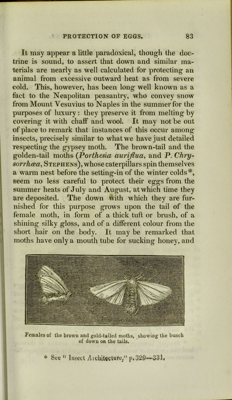 It may appear a little paradoxical, though the doc- trine is sound, to assert that down and similar ma- terials are nearly as well calculated for protecting an animal from excessive outward heat as from severe cold. This, however, has been long well known as a fact to the Neapolitan peasantry, who convey snow from Mount Vesuvius to Naples in the summer for the purposes of luxury: they preserve it from melting by covering it with chaff and wool. It may not be out of place to remark that instances of this occur among insects, precisely similar to what we have just detailed respecting the g’ypsey moth. The brown-tail and the golden-tail moths (Porthesia aurijlua, and P. Chry- sorrh(Ba, Stephens), whose caterpillars spin themselves a warm nest before the setting-in of the winter colds*, seem no less careful to protect their eggs from the summer heats of July and August, at which time they are deposited. The down With which they are fur- nished for this purpose grows upon the tail of the female moth, in form of a thick tuft or brush, of a shining silky gloss, and of a different colour from the short hair on the body. It may be remarked that moths have only a mouth tube for sucking honey, and Females of tlie brown and gold-tailed moths, showing the bunch of down on the tails. * See Insect /irchitecture/’ p,329—33k