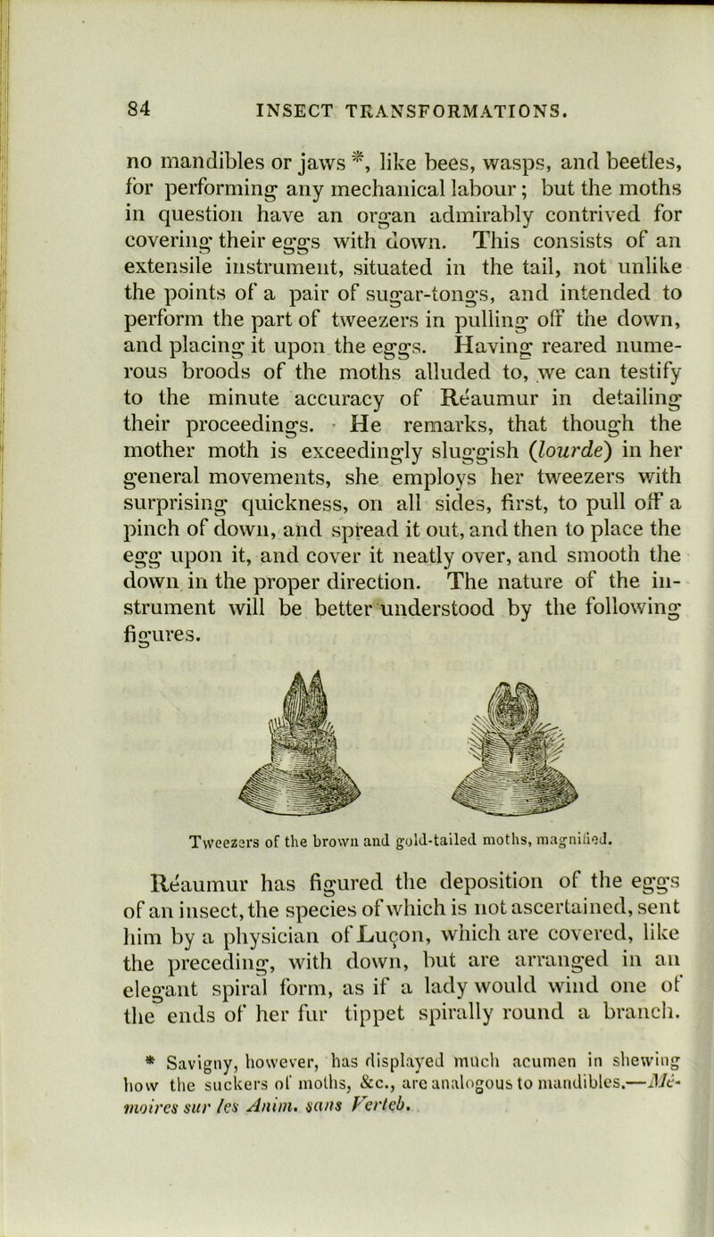 no mandibles or jawslike bees, wasps, and beetles, for performing' any mechanical labour; but the moths in question have an organ admirably contrived for covering their eggs with down. This consists of an extensile instrument, situated in the tail, not unlike the points of a pair of sugar-tongs, and intended to perform the part of tweezers in pulling off the down, and placing it upon the eggs. Having reared nume- rous broods of the moths alluded to, we can testify to the minute accuracy of Reaumur in detailing their proceedings. He remarks, that though the mother moth is exceedingly sluggish (lourde) in her general movements, she employs her tweezers with surprising quickness, on all sides, first, to pull off a pinch of down, and spread it out, and then to place the egg upon it, and cover it neatly over, and smooth the down in the proper direction. The nature of the in- strument will be better understood by the following fifrures. T\veez2i-s of the brown and gold-tailed moths, magniiiod. Reaumur has figured the deposition of the eggs of an insect, the species of which is not ascertained, sent him by a physician of Lu^on, which are covered, like the preceding, with down, but are arranged in an elegant spiral form, as if a lady would wind one of the ends of her fnr tippet spirally round a brancli. * Savigny, however, has displayeJ much acumen in sliewing how the suckers of moths, &c., arc analogous to mandibles.—Me- moires sur Ics Anun. scufs P erteb.