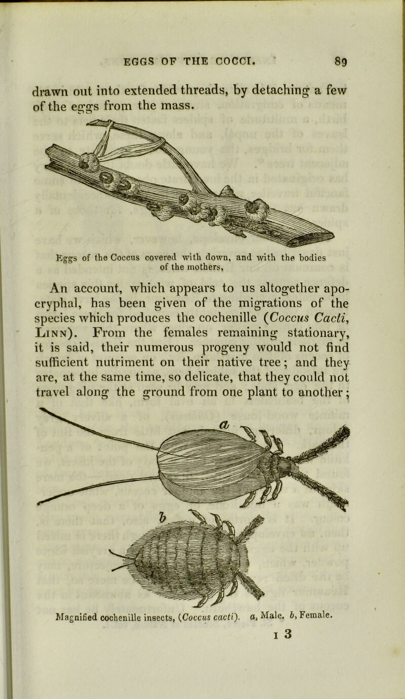 drawn out into extended threads, by detaching a few of the eggs from the mass. Eggs of the Coccus covered with down, and with the bodies of the mothers, An account, which appears to us altogether apo- cryphal, has been given of the migrations of the species which produces the cochenille {Coccus Cacti, Linn). From the females remaining stationary, it is said, their numerous progeny would not find sufficient nutriment on their native tree; and they are, at the same time, so delicate, that they could not travel along the ground from one plant to another; Magnified cochenille insects, {Coccus cacti), a, Male, b, Female.