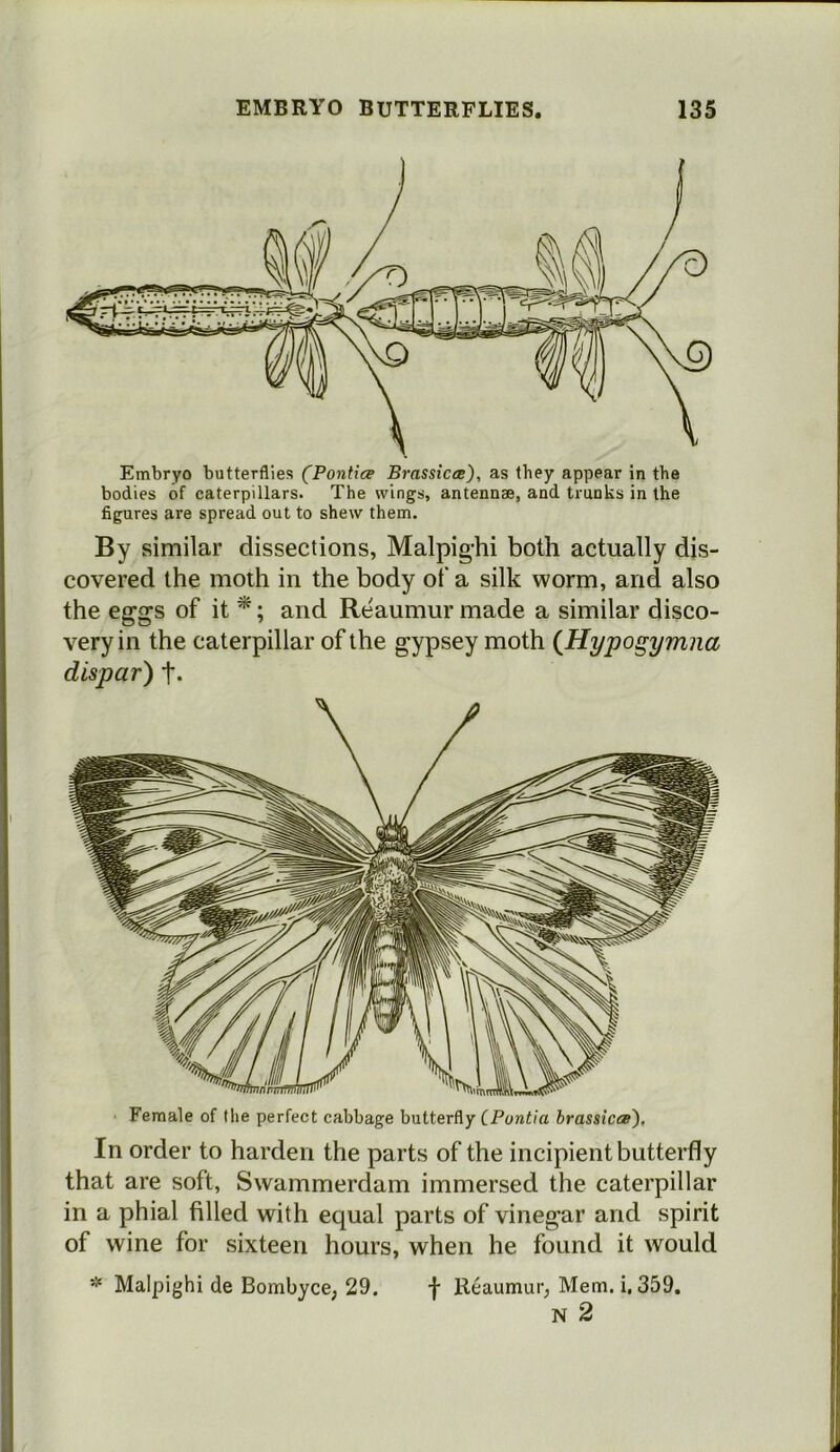 By similar dissections, Malpig-hi both actually dis- covered the moth in the body of a silk worm, and also the eggs of it ^; and Reaumur made a similar disco- very in the caterpillar of the gypsey moth (Hypogymna dispar) t- Female of the perfect cabbage butterfly CPontia brassicee'). In order to harden the parts of the incipient butterfly that are soft, Swammerdam immersed the caterpillar in a phial filled with equal parts of vinegar and spirit of wine for sixteen hours, when he found it would * Malpighi de BombycC; 29. f Reaumur, Mem. i, 359. N 2