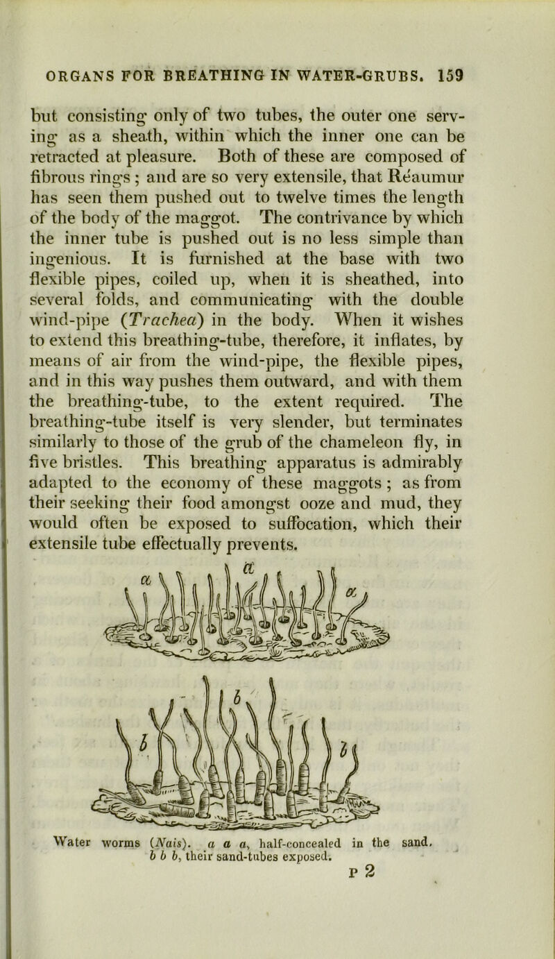 but consisting' only of two tubes, the outer one serv- ing as a sheath, within which the inner one can be retracted at pleasure. Both of these are composed of fibrous rings ; and are so very extensile, that Reaumur has seen them pushed out to twelve times the length of the body of the maggot. The contrivance by which the inner tube is pushed out is no less simple than ingenious. It is furnished at the base with two flexible pipes, coiled up, when it is sheathed, into several folds, and communicating with the double wind-pipe (Trachea) in the body. When it wishes to extend this breathing-tube, therefore, it inflates, by means of air from the wind-pipe, the flexible pipes, and in this way pushes them outward, and with them the breathing-tube, to the extent required. The breathing-tube itself is vei’y slender, but terminates similarly to those of the grub of the chameleon fly, in five bristles. This breathing apparatus is admirably adapted to the economy of these maggots ; as from their seeking their food amongst ooze and mud, they would often be exposed to suffocation, which their extensile tube effectually prevents. Water worms (Nais). a a half-concealed in the sand, b b b, their sand-tiibes exposed. p 2