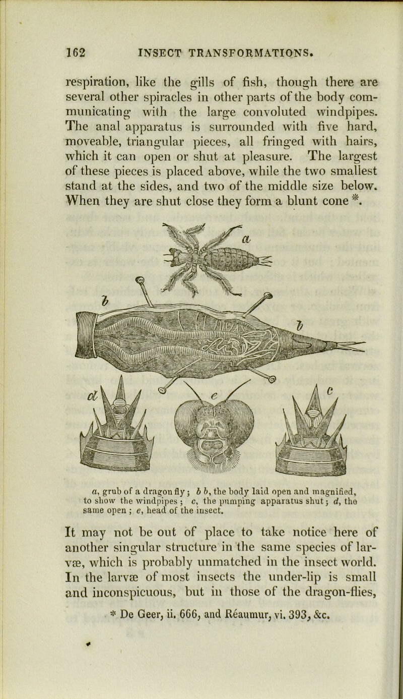 respiration, like the gills of fish, though there are several other spiracles in other parts of the body com- municating with the large convoluted windpipes. The anal apparatus is surrounded with five hard, moveable, triangular pieces, all fringed with hairs, which it can open or shut at pleasure. The largest of these pieces is placed above, while the two smallest stand at the sides, and two of the middle size below. When they are shut close they form a blunt cone a, grub of a dragon fly; bb, the body laid open and magnified, to show the windpipes ; c, the pumping apparatus shut; d, tho same open ; e, head of the insect. It may not be out of place to take notice here of another singular structure in the same species of lar- v£B, which is probably unmatched in the insect world. In the larvae of most insects the under-lip is small and inconspicuous, but in those of the dragon-flies, * De Geer, ii. 6G6, and Reaumur, vi. 393, &c.