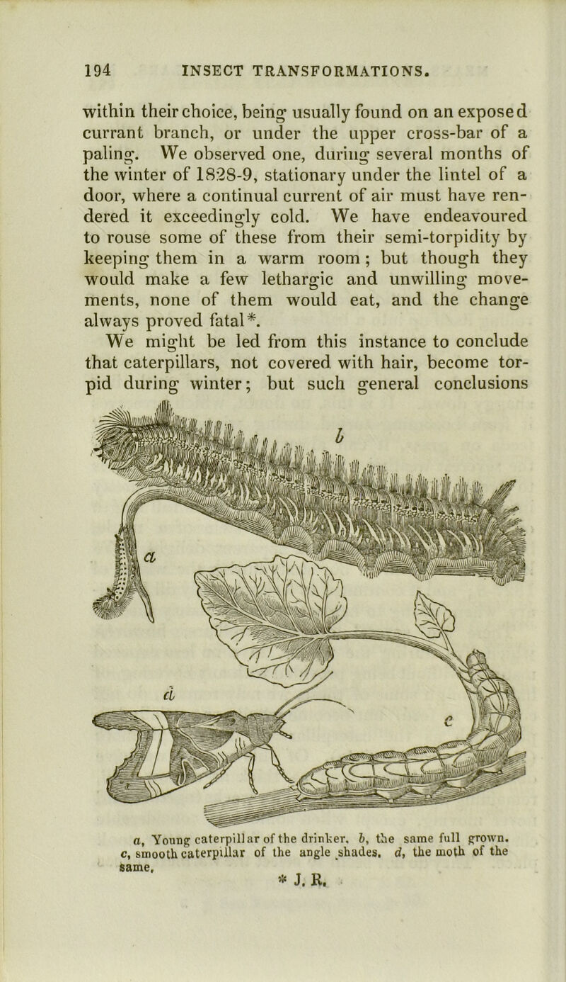 within their choice, being; usually found on an exposed currant branch, or under the upper cross-bar of a paling’. We observed one, during several months of the winter of 1828-9, stationary under the lintel of a door, where a continual current of air must have ren- dered it exceedingly cold. We have endeavoured to rouse some of these from their semi-torpidity by keeping them in a warm room; but though they would make a few lethargic and unwilling move- ments, none of them would eat, and the change always proved fatal*. We might be led from this instance to conclude that caterpillars, not covered with hair, become tor- pid during winter; but such general conclusions a. Young caterpillar of the drinlser, b, the same full grown, c, smooth caterpillar of the angle shades, d, the moth of the same, * J, R.