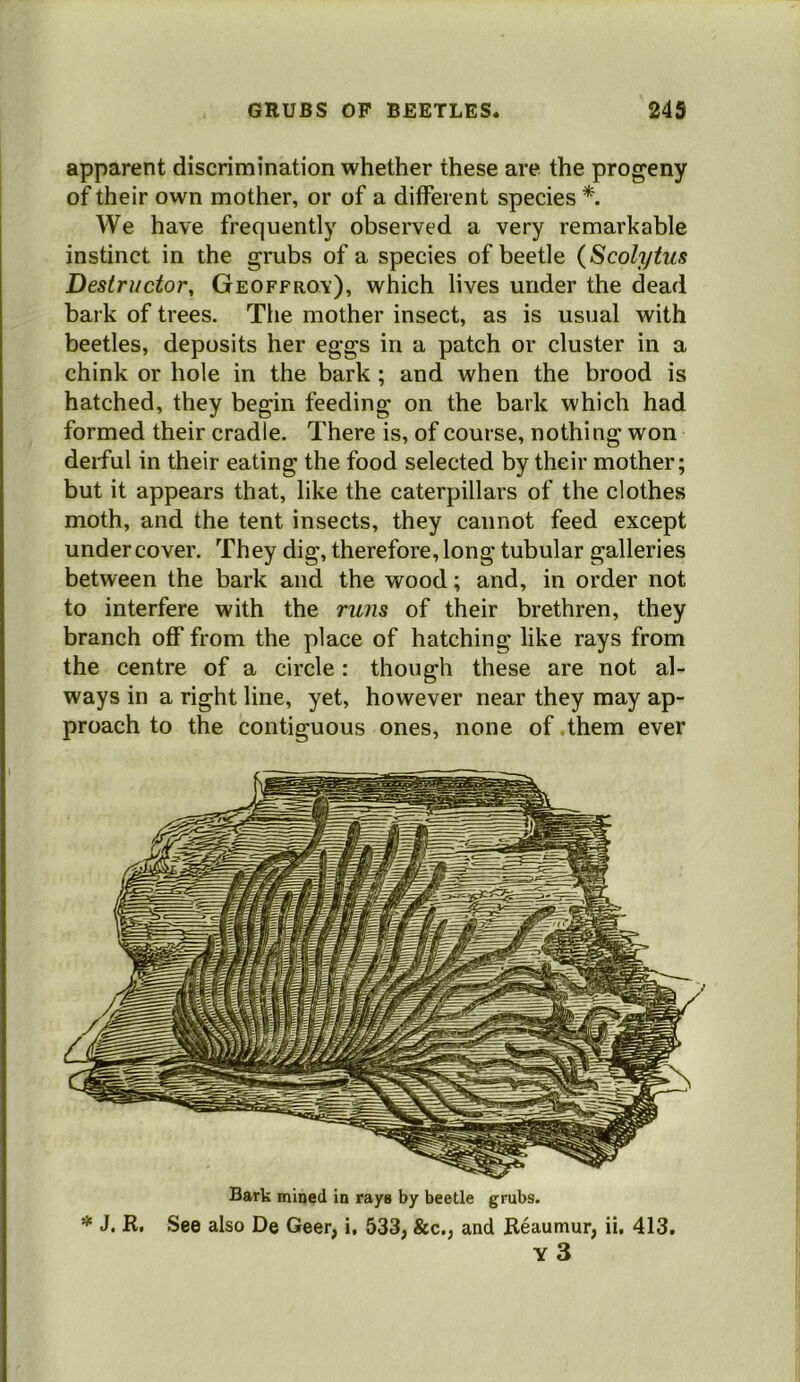 apparent discrimination whether these are the progeny of their own mother, or of a different species *. We have frequently observed a very remarkable instinct in the grubs of a species of beetle {Scolytus Destructor, Geoffrov), which lives under the dead bark of trees. The mother insect, as is usual with beetles, deposits her eggs in a patch or cluster in a chink or hole in the bark ; and when the brood is hatched, they begin feeding on the bark which had formed their cradle. There is, of course, nothing won deiful in their eating the food selected by their mother; but it appears that, like the caterpillars of the clothes moth, and the tent insects, they cannot feed except undercover. They dig, therefore, long tubular galleries between the bark and the wood; and, in order not to interfere with the runs of their brethren, they branch off from the place of hatching like rays from the centre of a circle : though these are not al- ways in a right line, yet, however near they may ap- proach to the contiguous ones, none of them ever Bark mined in rays by beetle grubs. * J. R. See also De Geer, i, 533, &c., and Reaumur, ii. 413, y3