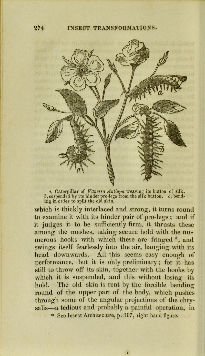 n, Caterpillar of Vanessa Antiopa weaving its button of silk. 6,suspended by its hinder pro-legs from the silk button, c, bend- ing in order to split the old skin. which is thickly interlaced and strong, it turns round to examine it with its hinder pair of pro-legs ; and if it judges it to be sufficiently firm, it thrusts tliese among the meshes, taking secure hold with the nu- merous hooks with which these are fringed *, and swings itself fearlessly into the air, hanging with its head downwards. All this seems easy enough of performance, but it is only preliminary; for it has still to throw off its skin, together with the hooks by which it is suspended, and this without losing its hold. The old skin is rent by the forcible bending round of the upper part of the body, which pushes through some of the angular projections of the chry- salis—a tedious and probably a painful operation, in * See Insect Architecture, p. 307, right hand figure.