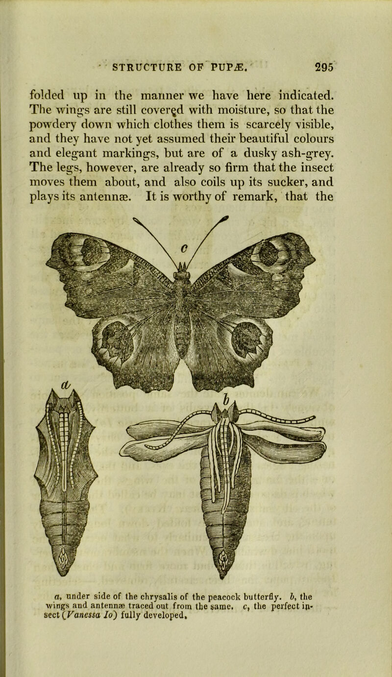 folded up in the mariner we have here indicated. The wing’s are still covered with moisture, so that the powdery down which clothes them is scarcely visible, and they have not yet assumed their beautiful colours and elegant markings, but are of a dusky ash-grey. The legs, however, are already so firm that the insect moves them about, and also coils up its sucker, and plays its antennae. It is worthy of remark, that the a, under side of the chrysalis of the peacock butterfly, b, the wings and antennae traced out from the same, c, the perfect in- sect (^Vanessa lo) fully developed.