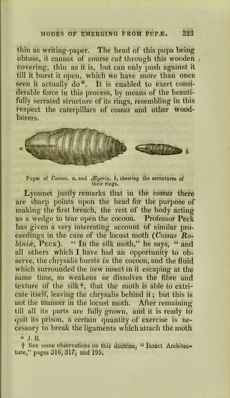 thin as writing-paper. The head of this pupa being obtuse, it cannot of course cut through this wooden , covering, thin as it is, but can only push against it till it burst it open, which we have more than once seen it actually do*. It is enabled to exert consi- derable force in this process, by means of the beauti- fully serrated structure of its rings, resembling in this respect the caterpillars of cossus and other wood- borers. Pupae of Cossus, a, and Mgeria, b, shewing the serratures of their rings. Lyonnet justly remarks that in the cossus there are sharp points upon the head for the purpose of making the first breach, the rest of the body acting as a wedge to tear open the cocoon. Professor Peck has given a very interesting account of similar pro- ceedings in the case of the locust moth {Cossus Ro- binicB, Peck). “ In the silk moth,” he says, “ and all others which I have had an opportunity to ob- serve, the chrysalis bursts in the cocoon, and the fluid which surrounded the new insect in it escaping at the same time, so weakens or dissolves the fibre and texture of the silkt, that the moth is able to extri- cate itself, leaving the chrysalis behind it; but this is not the manner in the locust moth. After remaining till all its parts are fully grown, and it is ready to quit its prison, a certain quantity of exercise is ne- cessary to break the ligaments which attach the moth - J. R. f See some observations on this doctrine; “ Insect Architec- ture,” pages 310; 317; and 195,