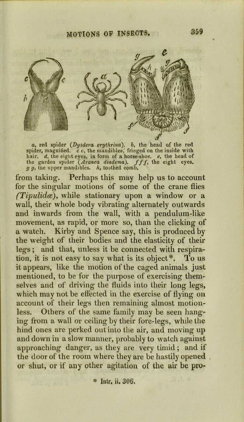 a, red spider (Dysdera erythrina). h, the head of the red spider, magnified, c c, the mandibles, fringed on the inside with liair. d, the eight eyes, in form of a horse-shoe, e, the head of the garden spider (^Aranea diadema). ///, the eight eyes. g g, the upper mandibles, h, toothed comb. from taking. Perhaps this may help us to account for the singular motions of some of the crane flies (TipulidcR)^ while stationary upon a window or a wall, their whole body vibrating alternately outwards and inwards from the wall, with a pendulum-like movement, as rapid, or more so, than the clicking of a watch. Kirby and Spence say, this is produced by the weight of their bodies and the elasticity of their legs ; and that, unless it be connected with respira- tion, it is not easy to say what is its object^. To us it appears, like the motion of the caged animals just mentioned, to be for the purpose of exercising them- selves and of driving the fluids into their long legs, which may not be effected in the exercise of flying on account of their legs then remaining almost motion- less. Others of the same family may be seen hang- ing from a wall or ceiling by their fore-legs, while the hind ones are perked out into the air, and moving up and down in a slow manner, probably to watch against approaching danger, as they are very timid; and if the door of the room where they are be hastily opened . or shut, or if any other agitation of the aii* be pro- Intr. ii. 306.