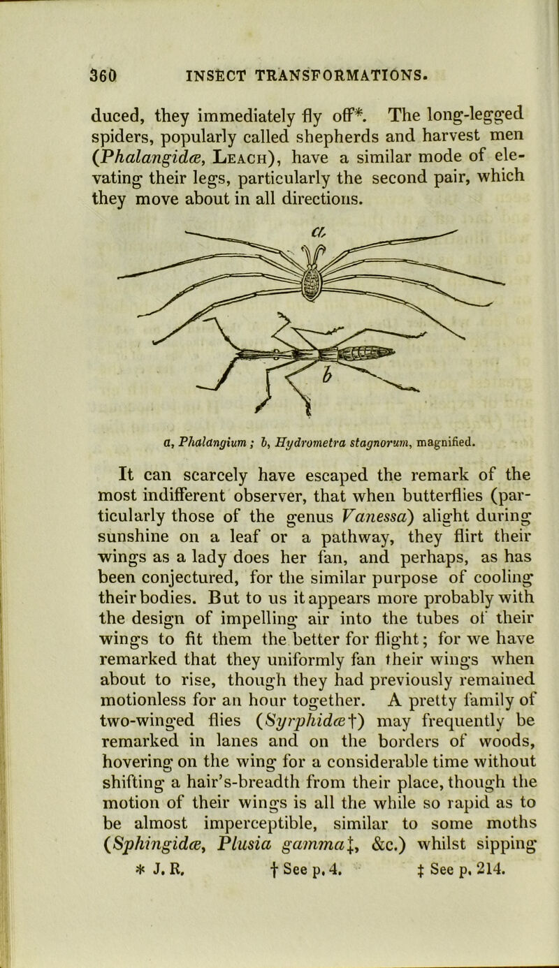 duced, they immediately fly off*. The long-leg^ged spiders, popularly called shepherds and harvest men (PhalangidfB, Leach), have a similar mode of ele- vating their legs, particularly the second pair, which they move about in all directions. a, Phalangium; 6, Hydrometra stagnorum, magnified. It can scarcely have escaped the remark of the most indifferent observer, that when butterflies (par- ticularly those of the genus Vanessa) alight during sunshine on a leaf or a pathway, they flirt their wings as a lady does her fan, and perhaps, as has been conjectured, for the similar purpose of cooling their bodies. But to us it appears more probably with the design of impelling air into the tubes of their wings to fit them the better for flight; for we have remarked that they uniformly fan their wings when about to rise, though they had previously remained motionless for an hour together. A pretty family of two-winged flies (Sy?-phid(B-\) may frequently be remarked in lanes and on the borders of woods, hovering on the wing for a considerable time without shifting a hair’s-breadth from their place, though the motion of their wings is all the while so rapid as to be almost imperceptible, similar to some moths {SphingidcBy Plusia gammaly &c.) whilst sipping * J, R, t See p, 4. J See p, 214.