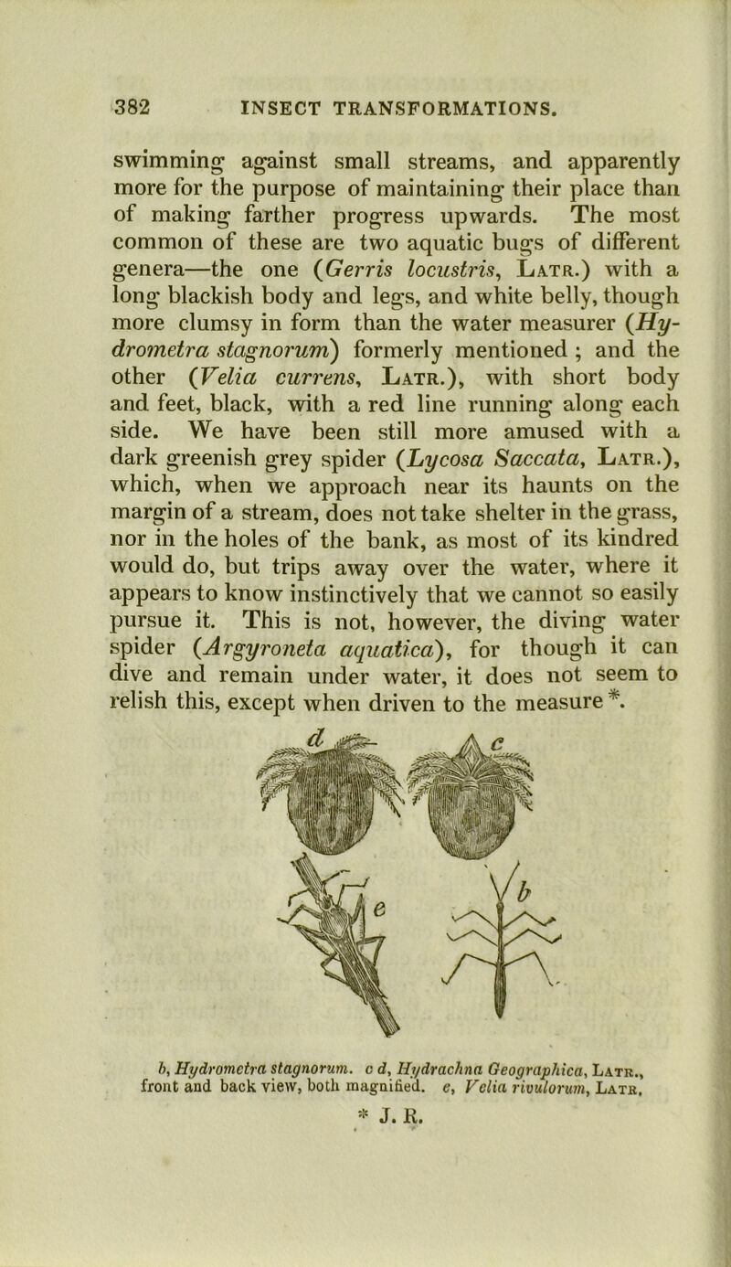 swimming against small streams, and apparently more for the purpose of maintaining their place than of making farther progress upwards. The most common of these are two aquatic bugs of different genera—the one {G err is locustris^ La.tr.) with a long blackish body and legs, and white belly, though more clumsy in form than the water measurer {Hy- drometra stagnoruni) formerly mentioned ; and the other (Velia currens^ Latr.), with short body and feet, black, with a red line running along each side. We have been still more amused with a dark greenish grey spider (Lycosa Saccata, Latr.), which, when we approach near its haunts on the margin of a stream, does not take shelter in the grass, nor in the holes of the bank, as most of its kindred would do, but trips away over the water, where it appears to know instinctively that we cannot so easily pursue it. This is not, however, the diving water spider {Argyroneta aquatica)^ for though it can dive and remain under water, it does not seem to relish this, except when driven to the measure h, Hydromeira stagnoruni. c d, Hydrachna Geographica, Latr., front and back view, both magnified, e, Folia rimlorum, Latr.