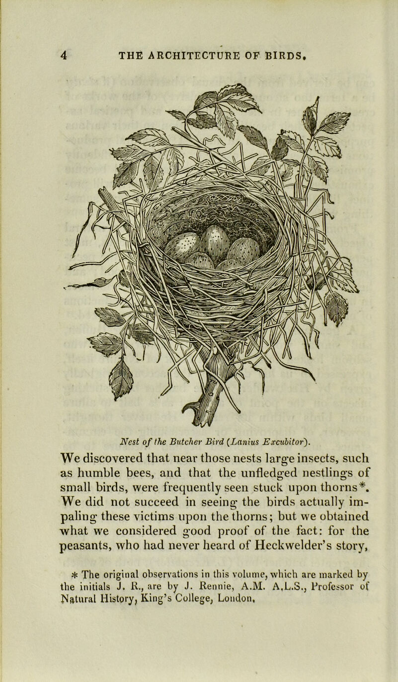 Nest of the Butcher Bird (Lanius Excubitor). We discovered that near those nests large insects, such as humble bees, and that the unfledged nestlings of small birds, were frequently seen stuck upon thorns*. We did not succeed in seeing the birds actually im- paling these victims upon the thorns; but we obtained what we considered good proof of the fact: for the peasants, who had never heard of Heck welder’s story, * The original observations in this volume, which are marked by the initials J. R., are by J. Rennie, A.M. A.L.S., Professor of Natural History, King’s College, Loudon,