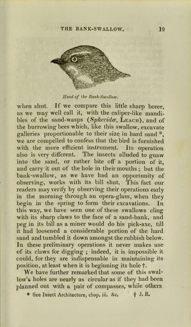 Head of the Bank-Swallow. when shut. If we compare this little sharp borer, as we may well call it, with the caliper-like mandi- bles of the sand-wasps (Sphecidce, Leach), and of the burrowing-bees which, like this swallow, excavate galleries proportionable to their size in hard sand *, we are compelled to confess that the bird is furnished with the more efficient instrument. Its operation also is very different. The insects alluded to gnaw into the sand, or rather bite off a portion of it, and carry it out of the hole in their mouths; but the bank-swallow, as we have had an opportunity of observing, works with its bill shut. This fact our readers may verify by observing their operations early in the morning through an opera-glass, when they begin in the spring to form their excavations. In this way, we have seen one of these swallows cling with its sharp claws to the face of a sand-bank, and peg in its bill as a miner would do his pick-axe, till it had loosened a considerable portion of the hard sand and tumbled it down amongst the rubbish below. In these preliminary operations it never makes use of its claws for digging ; indeed, it is impossible it could, for they are indispensable in maintaining its position, at least when it is beginning its hole t- We have further remarked that some of this swal- low’s holes are nearly as circular as if they had been planned out with a pair of compasses, while others * See Insect Architecture, chap, iii. &c, f J, R.