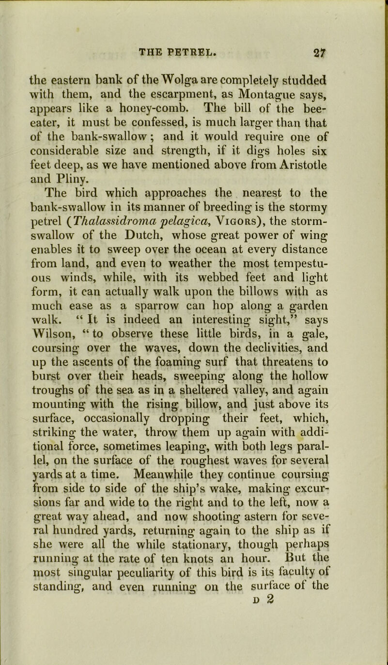 the eastern bank of the Wolga are completely studded with them, and the escarpment, as Montague says, appears like a honey-comb. The bill of the bee- eater, it must be confessed, is much larger than that of the bank-swallow; and it would require one of considerable size and strength, if it digs holes six feet deep, as we have mentioned above from Aristotle and Pliny. The bird which approaches the nearest to the bank-swallow in its manner of breeding is the stormy petrel (Thalassidroma pelagica, Vigors), the storm- swallow of the Dutch, whose great power of wing enables it to sweep over the ocean at every distance from land, and even to weather the most tempestu- ous winds, while, with its webbed feet and light form, it can actually walk upon the billows with as much ease as a sparrow can hop along a garden walk. “ It is indeed an interesting sight,” says Wilson, “ to observe these little birds, in a gale, coursing over the waves, down the declivities, and up the ascents of the foaming surf that threatens to burst over their heads, sweeping along the hollow troughs of the sea as in a sheltered valley, and again mounting with the rising billow, and just above its surface, occasionally dropping their feet, which, striking the water, throw them up again with addi- tional force, sometimes leaping, with both legs paral- lel, on the surface of the roughest waves for several yards at a time. Meanwhile they continue coursing from side to side of the ship’s wake, making excur- sions far and wide to the right and to the left, now a great way ahead, and now shooting astern for seve- ral hundred yards, returning again to the ship as if she were all the while stationary, though perhaps running at the rate of ten knots an hour. But the most singular peculiarity of this bird is its faculty of standing, and even running on the surface ot the