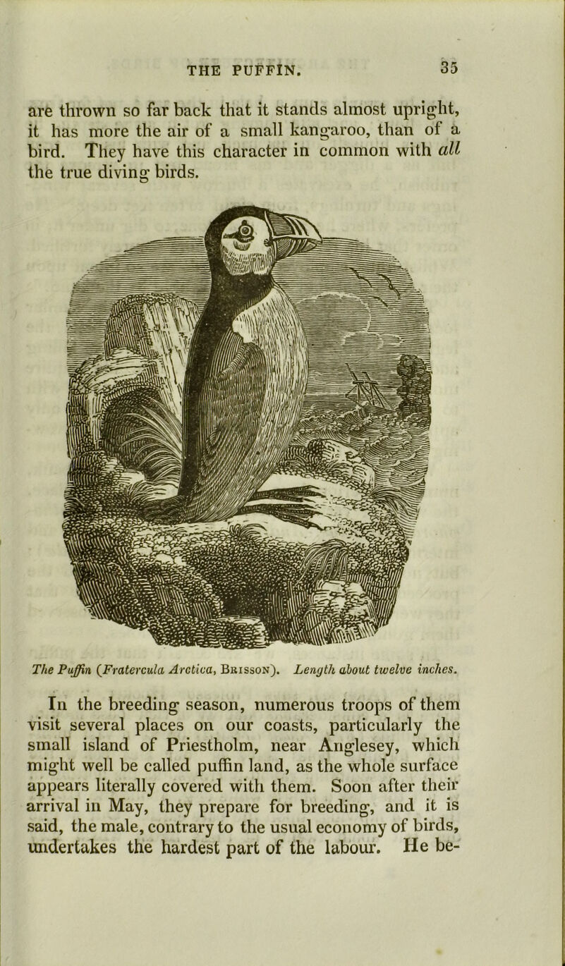 are thrown so far back that it stands almost upright, it has more the air of a small kangaroo, than of a bird. They have this character in common with all the true diving birds. The Puffin (Fratercula Arctica, Bkisson). Length about twelve inches. In the breeding season, numerous troops of them visit several places on our coasts, particularly the small island of Priestholm, near Anglesey, which might well be called puffin land, as the whole surface appears literally covered with them. Soon after their arrival in May, they prepare for breeding, and it is said, the male, contrary to the usual economy of birds, undertakes the hardest part of the labour. He be-