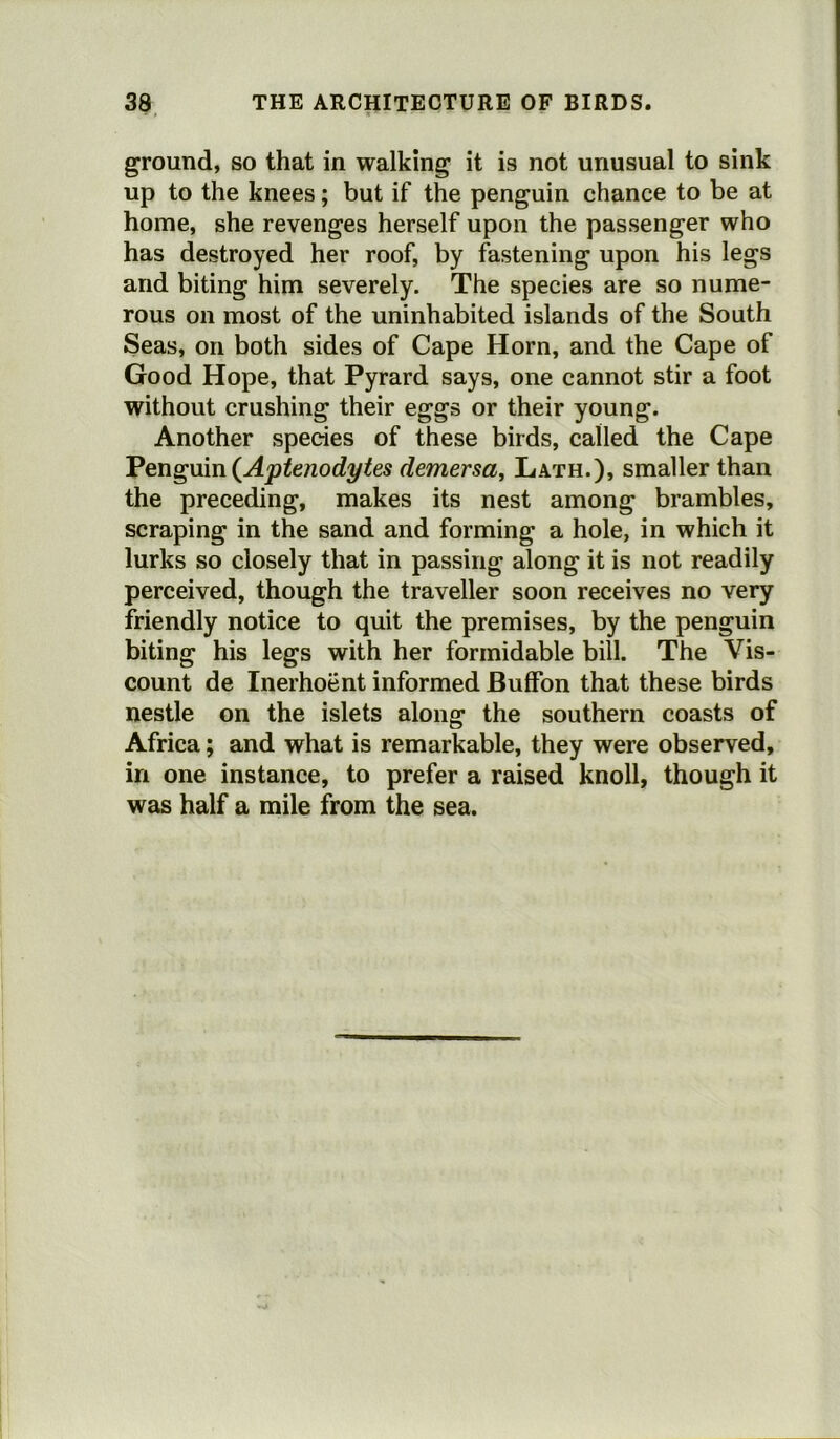ground, so that in walking it is not unusual to sink up to the knees; but if the penguin chance to be at home, she revenges herself upon the passenger who has destroyed her roof, by fastening upon his legs and biting him severely. The species are so nume- rous on most of the uninhabited islands of the South Seas, on both sides of Cape Horn, and the Cape of Good Hope, that Pyrard says, one cannot stir a foot without crushing their eggs or their young. Another species of these birds, called the Cape Penguin (Aptenodytes demersa, Lath.), smaller than the preceding, makes its nest among brambles, scraping in the sand and forming a hole, in which it lurks so closely that in passing along it is not readily perceived, though the traveller soon receives no very friendly notice to quit the premises, by the penguin biting his legs with her formidable bill. The Vis- count de Inerhoent informed BufFon that these birds nestle on the islets along the southern coasts of Africa; and what is remarkable, they were observed, in one instance, to prefer a raised knoll, though it was half a mile from the sea.