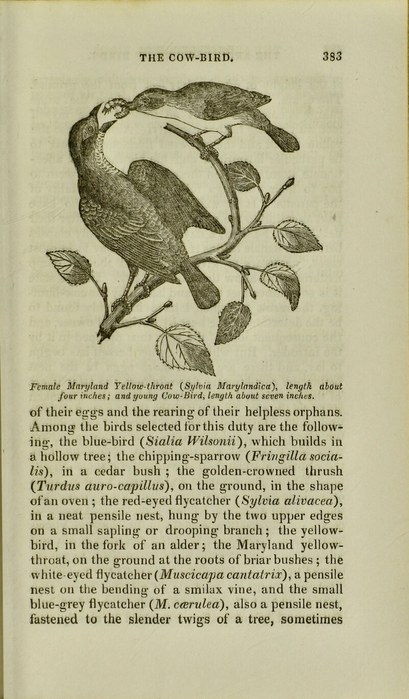 Female Maryland Yellow-throat (Sylvia Marylandica), length about four inches; and young Cow-Bird, length about seven inches. of their eggs and the rearing of their helpless orphans. Among the birds selected for this duty are the follow- ing, the blue-bird (Sialia Wilsonii), which builds in a hollow tree; the chipping-sparrow (Fringilla socia- lis), in a cedar bush ; the golden-crowned thrush (Turdus duro-capillvs), on the ground, in the shape of an oven ; the red-eyed flycatcher (Sylvia alivacea), in a neat pensile nest, hung by the two upper edges on a small sapling or drooping branch; the yellow- bird, in the fork of an alder; the Maryland yellow- throat, on the ground at the roots of briar bushes ; the w hite eyed flycatcher {Muscicapa cantatrix), a pensile nest on the bending of a smilax vine, and the small blue-grey flycatcher (M. c<Erulea), also a pensile nest, fastened to the slender twigs of a tree, sometimes