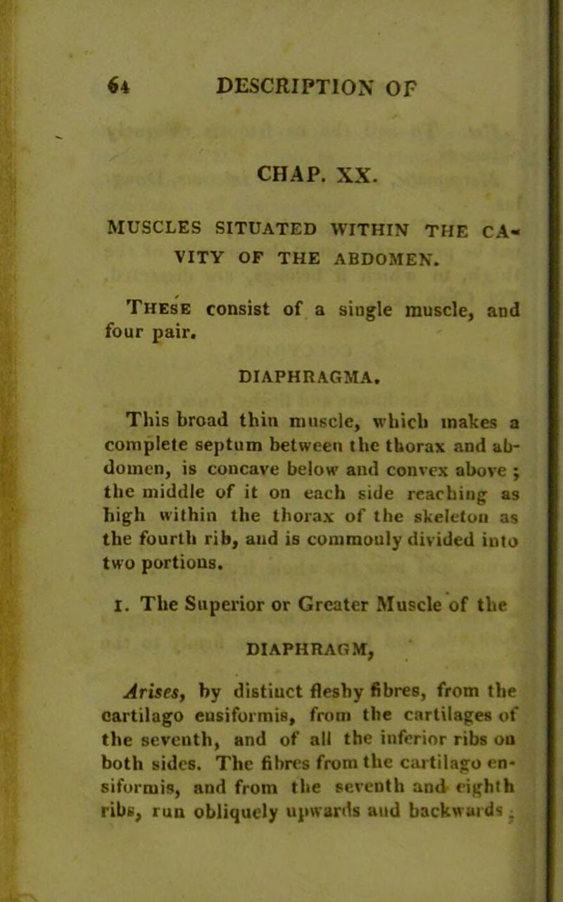 CHAP. XX. MUSCLES SITUATED WITHIN THE CA- VITY OF THE ABDOMEN. These consist of a single muscle, and four pair. DIAPHRAGMA. This broad thin muscle, which makes a complete septum between the thorax and ab- domen, is concave below and convex above ; the middle of it on each side reaching as high within the thorax of the skeleton as the fourth rib, aud is commouly divided iuto two portions. I. The Superior or Greater Muscle of the DIAPHRAGM, Arises, by distinct fleshy fibres, from the cartilago ensiformis, from the cartilages of the seventh, and of all the inferior ribs ou both sides. The fibres from the cartilago en- siformis, and from the seventh and eighth ribs, run obliquely upwards aud backwards ■