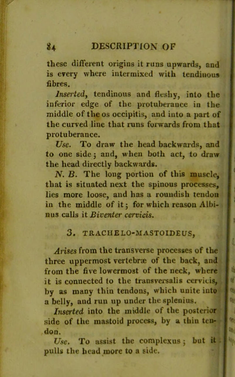 these different origins it runs upwards, and is every where intermixed with tendinous fibres. Inserted, tendinous and fleshy, into the inferior edge of the protuberance in the middle of the os occipitis, and iuto a part of the curved line that runs forwards from that protuberance. Use. To draw the head backwards, and to one side ; and, when both act, to draw the head directly backwards. N. B. The long portion of this muscle, that is situated next the spinous processes, lies more loose, and has a roundish tendon in the middle of it; for which reason Albi- nus calls it Biventer cervicis. 3. TRACHELO-MASTOIDEUS, Arises from the transverse processes of the three uppermost vertebra; of the back, and from the five lowermost of the neck, where it is connected to the transversalis cervicis, by as many thin tendons, which unite into a belly, and run up under thesplenius. Inserted into the middle of the posterior side of the mastoid process, by a tbin ten- don. Use. To assist the complexes j but it pulls the bead more to a side.
