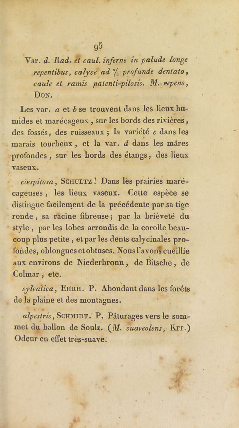 Var. d. Rad. et caul. inferne in palude longe repeniibus, calyce ad */3 profunde deniaio, caule et ramis patenti-pilosis. M. repens, Don. Les var. a et b se trouvent dans les lieux hu- mides ét marécageux, sur les bords des rivières, des fossés, des ruisseaux} la variété c dans les marais tourbeux , et la var. d dans les mares profondes, sur les bords des étangs, des lieux vaseux. cœspitosa, Schultz ! Dans lès prairies maré- cageuses , les lieux vaseux. Cette espèce se distingue facilement de la précédente par sa tige ronde , sa racine fibreuse ; par la brièveté du style , par les lobes arrondis de la corolle beau- coup plus petite , et par les dents calycinales pro- fondes, oblongues et obtuses. Nous l’avons cueillie aux environs de Niedei'bronn, de Bitsche, de Colmar , etc. \ syhalica, Ehrh. P. Abondant dans les forêts de la plaine et des montagnes. alpestris, Schmidt. P. Pâturages vers le som- met du ballon de Soulz. (M. suaveolens, Kit.) Odeur en effet très-suave.