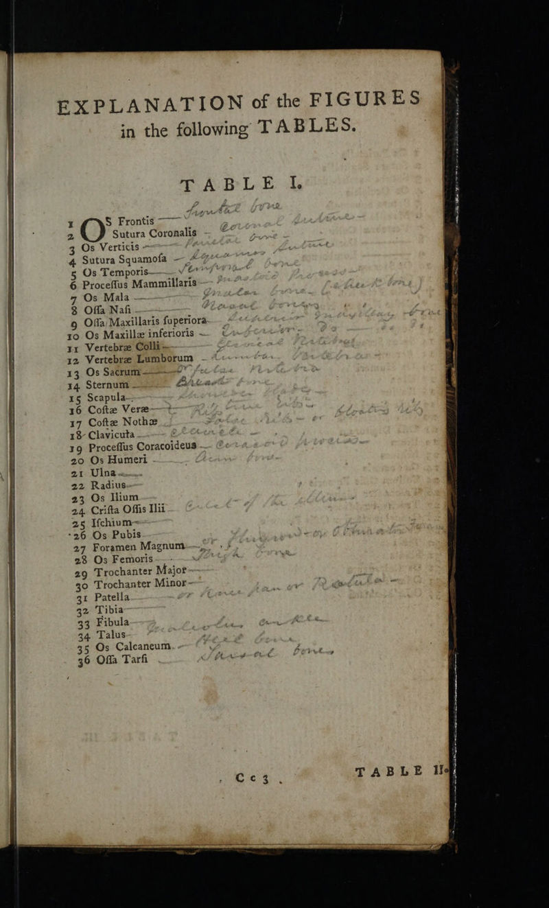                                                EXPLANATION of the FIGURES in the following TABLES. TABLE LI I S$ Frontis ~~ 2, Sutura Coronalis - Os Verticis = 4 Sutura Squamofa — kr? | 5 Os Temporis— FEaOng © i 6 Proceflus Mammillaris — - 7 Os Mala — he 8 Offa Naf. é g Offa Maxillaris fuperiora 10 Os Maxille inferioris ~ 1x Vertebrz Colli - 12 Vertebre Lumborum - 13 Os Sacrum ——- OY Fee 14 Sternum - Latrhics 15 Scapula— 16 Cotte Ver2e— 17 Cofte Nothe 1% Clavicuta : 19 Proceffus Coracoideus 20 Os Humeri - 21 Uina x. 22 Radius 23 Os Ilium 24. Crifta Offis Tii 25 Ifchium= -26 Os Pubis 27 Foramen Magnum, - 28 Os Femoris for 29 Trochanter Major 30 Trochanter Minor ~ 31 Patella 32 Tibia 33 Fibula “ é 34 Talus ih San eg 5 Os Calcaneum. . ieee 36 Offa Tarfi Cf Act tet= PEN TABLE He ep cre ne le SN nd BS ee a ra  