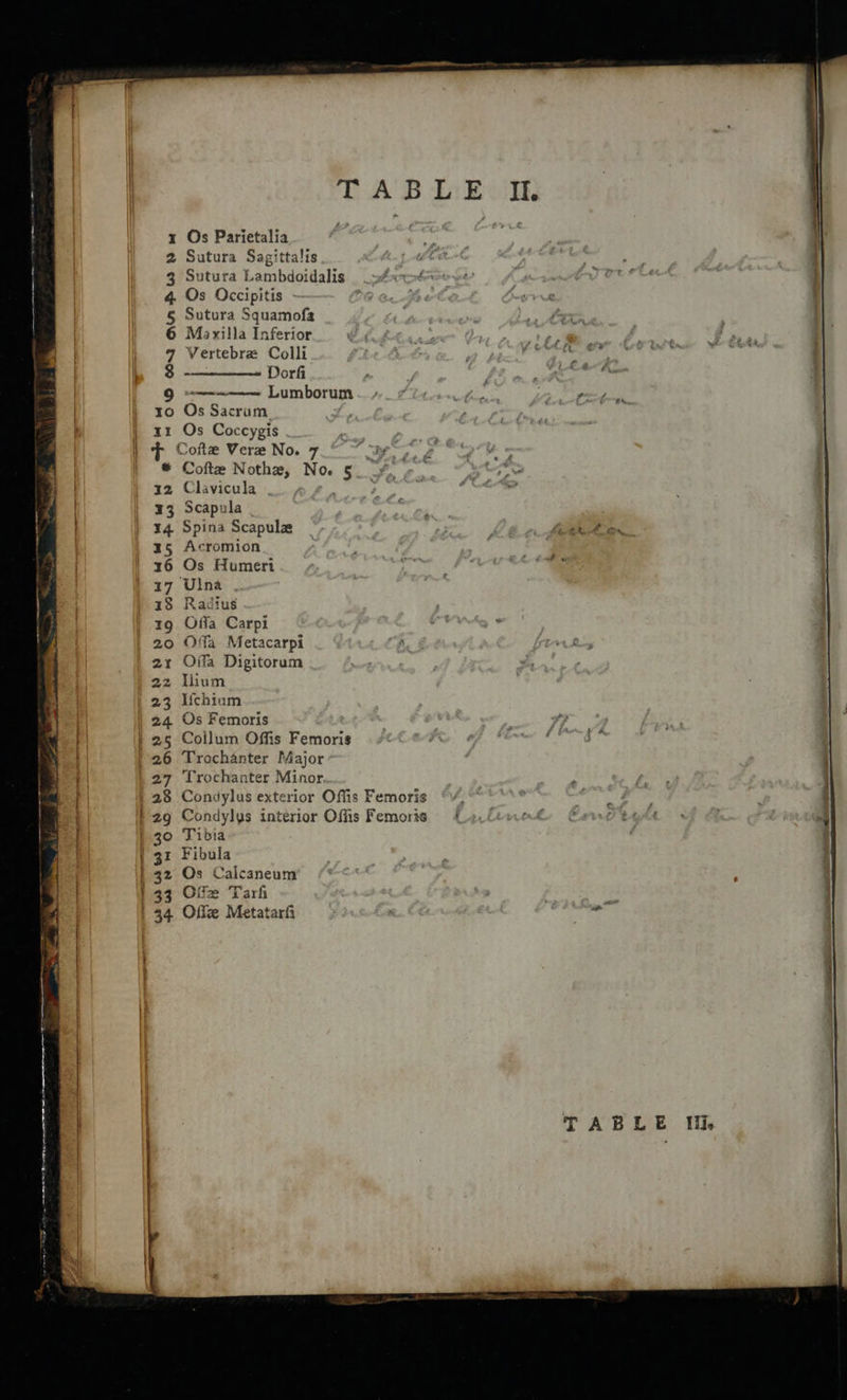 1 Os Parietalia 2 Sutura Sagittalis 3 Sutura Lambdoidalis 4 Os Occipitis - § Sutura Squamofa 6 Moaxilla Inferior 7 Vertebrz Colli 3 -———_—— Dorfi 9 ———=~—— Lumborum to Os Sacrum. 11 Os Coccygis > Cofte Vere No. 7 * Cofte Nothe, No § x2 Clavicula 33 Scapula 14. Spina Scapulz 15 Acromion 16 Os Humeri ) 17 Ulna + 18 Radius 1g Offa Carpi 20 Ofa Metacarpi ' 2x Offa Digitorum | 22 lium | 23 Wehiuam | 24 Os Femoris | 25 Collum Offis Femoris ' 26 Trochanter Major ) 27 Trochanter Minor, 4 28 Condylus exterior Offis Femoris {29 Condylys interior Offis Femoris | 30 Tibia gr Fibula 132 Os Calcaneum 133 Off Tarh 34 Offe Metatarfi  TABLE Mii, 