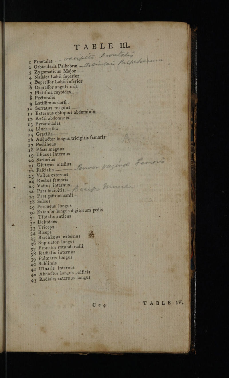 ~ < y Frontales — aes 2 Orbicularis Palbebras —“% Zygomaticus Major - Nafales Labii fuperior 5 Deprefior Labii inferior 6 Depreffor anguli oris 7 Platifma myoides $ Peétoralis 9 Latiffimus dorfi yo Serratus magnus _— 11 Externus obliquus abdominis 12 Reéti abdominis 13 Pyramidales 14 Linea alba #5 Gracilis 16 Adduétor longus tricipitis femoris’ 17 Pedétineus 18 Pfoas magnus 19 Illiacus internus 20. Sartorius 21 Gluteus medius 22 Fafcialis ———— 23 Vaftus externus 24 Recétus femoris 2 Vaftus internus 26 Pars bicipitis 27 Pars gaftrocnemil 28 Soleus 29 Peroneus longus > Extenfor longus digitorum pedis 1 Tibialis anticus 2, Deltoides Triceps Biceps ate Brachizus externus 3% > WwW <i] wd Ww UUW WW wow O89 &amp; I An TABLE lV.   ee eens SEN ink OES re ag eerie 