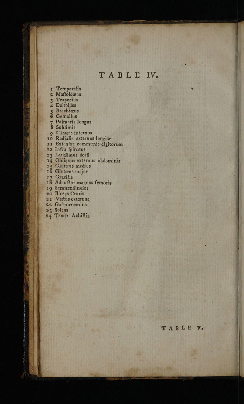 x Temporalis 2 Maftoideus 3 Trapezius 4. Deltoides § Brachieus 6 Gemellus 7 Palmaris longus 8 Sublimis g Ulnaris internus xo Radialis externus longior x11 Extenfor communis digitorum 12 Infra fpinatus 13 Latiffimus dorfi 14 Obliquus externus abdominis 15 Gluteus medius 16 Gluteus major 37 Gracilis 18 Addufor magnus femoris 19 Semitendinofus 20 Biceps Cruris 21 Vaftus externus 22 Gaftrocnemius 23 Soleus 24 Tenda Achillis a. — TABLE Y¥s5 ee EEE 