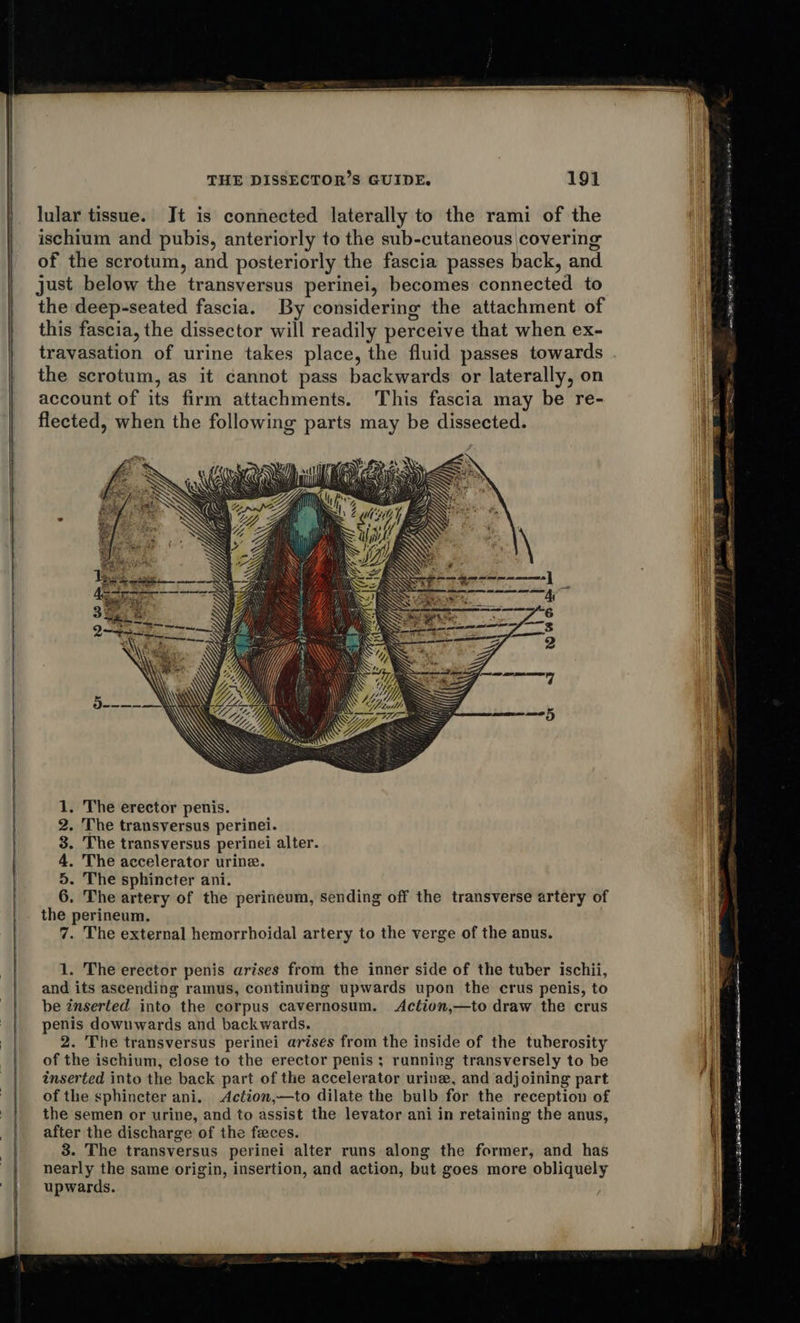 -- ~ . — ~ - TE EE     THE DISSECTOR’S GUIDE. 191 lular tissue. Jt is connected laterally to the rami of the ischium and pubis, anteriorly to the sub-cutaneous covering of the scrotum, and posteriorly the fascia passes back, and just below the transversus perinei, becomes connected to the deep-seated fascia. By considering the attachment of this fascia, the dissector will readily perceive that when ex- travasation of urine takes place, the fluid passes towards the scrotum, as it cannot pass backwards or laterally, on account of its firm attachments. This fascia may be re- flected, when the following parts may be dissected.   a me = Oe ad | ie : amieaaeammeccnrene | li 1. The erector penis. 2. The transversus perinei. 3. The transversus perinei alter. 4. The accelerator urine. 5. The sphincter ani. 6. The artery of the perineum, sending off the transverse artery of the perineum. 7. The external hemorrhoidal artery to the verge of the anus. 1. The erector penis arises from the inner side of the tuber ischii, and its ascending ramus, continuing upwards upon the crus penis, to be inserted into the corpus cavernosum. Action,—to draw the crus penis downwards and backwards, 2. The transversus perinei arises from the inside of the tuberosity of the ischium, close to the erector penis ; running transversely to be inserted into the back part of the accelerator urine, and adjoining part of the sphincter ani. Action,—to dilate the bulb for the reception of the semen or urine, and to assist the levator ani in retaining the anus, after the discharge of the feces. 3. The transversus perinei alter runs along the former, and has nearly the same origin, insertion, and action, but goes more obliquely upwards.                         cn ate te Lams DES a OE Se cage eR a a