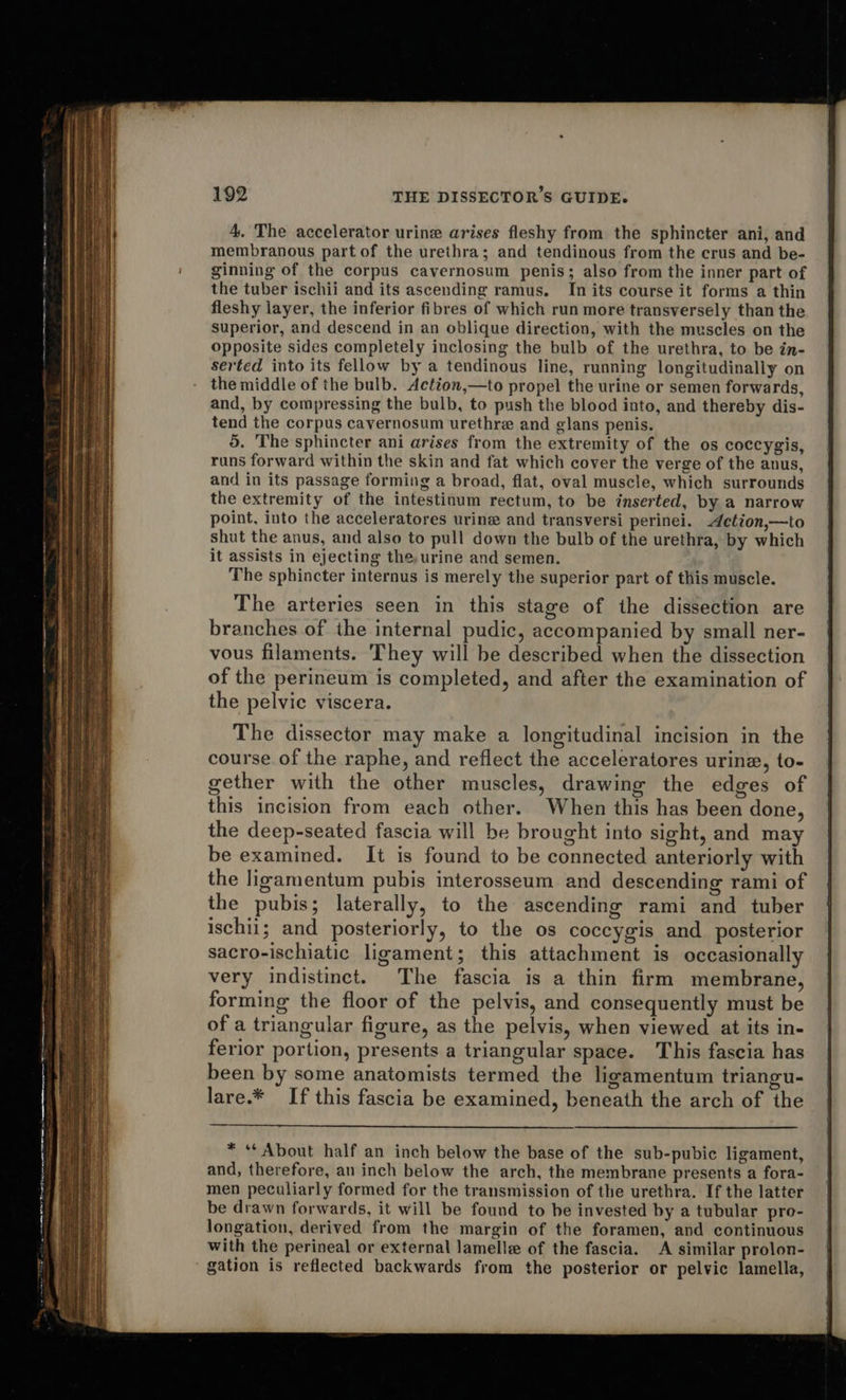 4. The accelerator urine arises fleshy from the sphincter ani, and membranous part of the urethra; and tendinous from the crus and be- ginning of the corpus cavernosum penis; also from the inner part of the tuber ischii and its ascending ramus. In its course it forms a thin fleshy layer, the inferior fibres of which run more transversely than the superior, and descend in an oblique direction, with the muscles on the opposite sides completely inclosing the bulb of the urethra, to be in- serted into its fellow by a tendinous line, running longitudinally on the middle of the bulb. Action,—to propel the urine or semen forwards, and, by compressing the bulb, to push the blood into, and thereby dis- tend the corpus cavernosum urethre and glans penis. 5. The sphincter ani arises from the extremity of the os coccygis, runs forward within the skin and fat which cover the verge of the anus, and in its passage forming a broad, flat, oval muscle, which surrounds the extremity of the intestinum rectum, to be inserted, by a narrow point, into the acceleratores urine and transversi perinei. ction,—to shut the anus, and also to pull down the bulb of the urethra, by which it assists in ejecting the, urine and semen. The sphincter internus is merely the superior part of this muscle. The arteries seen in this stage of the dissection are branches of the internal pudic, accompanied by small ner- vous filaments. They will be described when the dissection of the perineum is completed, and after the examination of The dissector may make a longitudinal incision in the course of the raphe, and reflect the acceleratores urine, to- gether with the other muscles, drawing the edges of this incision from each other. When this has been done, the deep-seated fascia will be brought into sight, and may be examined. It is found to be connected anteriorly with the ligamentum pubis interosseum and descending rami of the pubis; laterally, to the ascending rami and tuber ischil; and posteriorly, to the os coccygis and posterior sacro-ischiatic ligament; this attachment is occasionally very indistinct. The fascia is a thin firm membrane, forming the floor of the pelvis, and consequently must be of a triangular figure, as the pelvis, when viewed at its in- ferior portion, presents a triangular space. This fascia has been by some anatomists termed the ligamentum triangu- lare.* If this fascia be examined, beneath the arch of the * ** About half an inch below the base of the sub-pubic ligament, and, therefore, an inch below the arch, the membrane presents a fora- men peculiarly formed for the transmission of the urethra. If the latter be drawn forwards, it will be found to be invested by a tubular pro- longation, derived from the margin of the foramen, and continuous with the perineal or external lamelle of the fascia. A similar prolon- gation is reflected backwards from the posterior or pelvic lamella, 